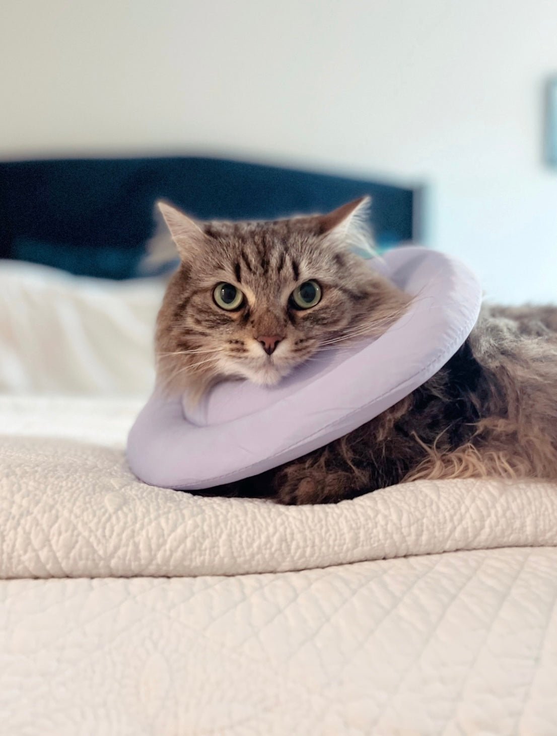 Waterproof Soft Pet Recovery Collar for Dogs & Cats - Comfortable E-Collar After Surgery - Nude Color - Perfect for Post-Op Care, Wound Protection & Healing