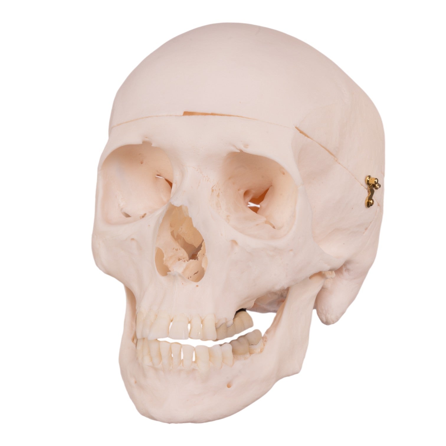 Premium Anatomical Human Skull Model - Medical Grade for Students & Professionals | Ideal for Anatomy Study, Classroom Teaching & Medical Training