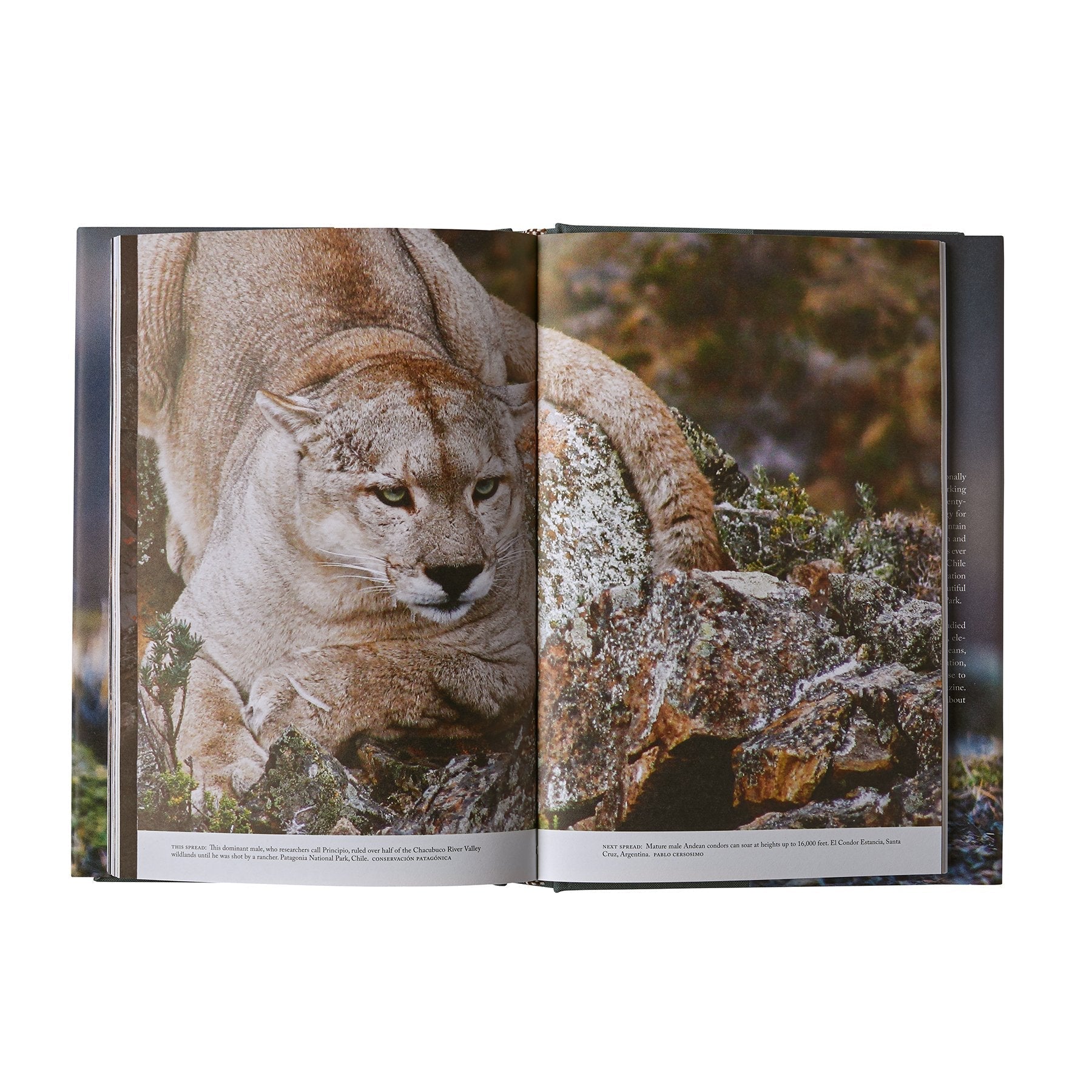 Path of the Puma: The Remarkable Resilience of the Mountain Lion - Hardcover Wildlife Conservation Book for Nature Enthusiasts & Animal Lovers - Perfect for Home Library, Gifts & Educational Reading