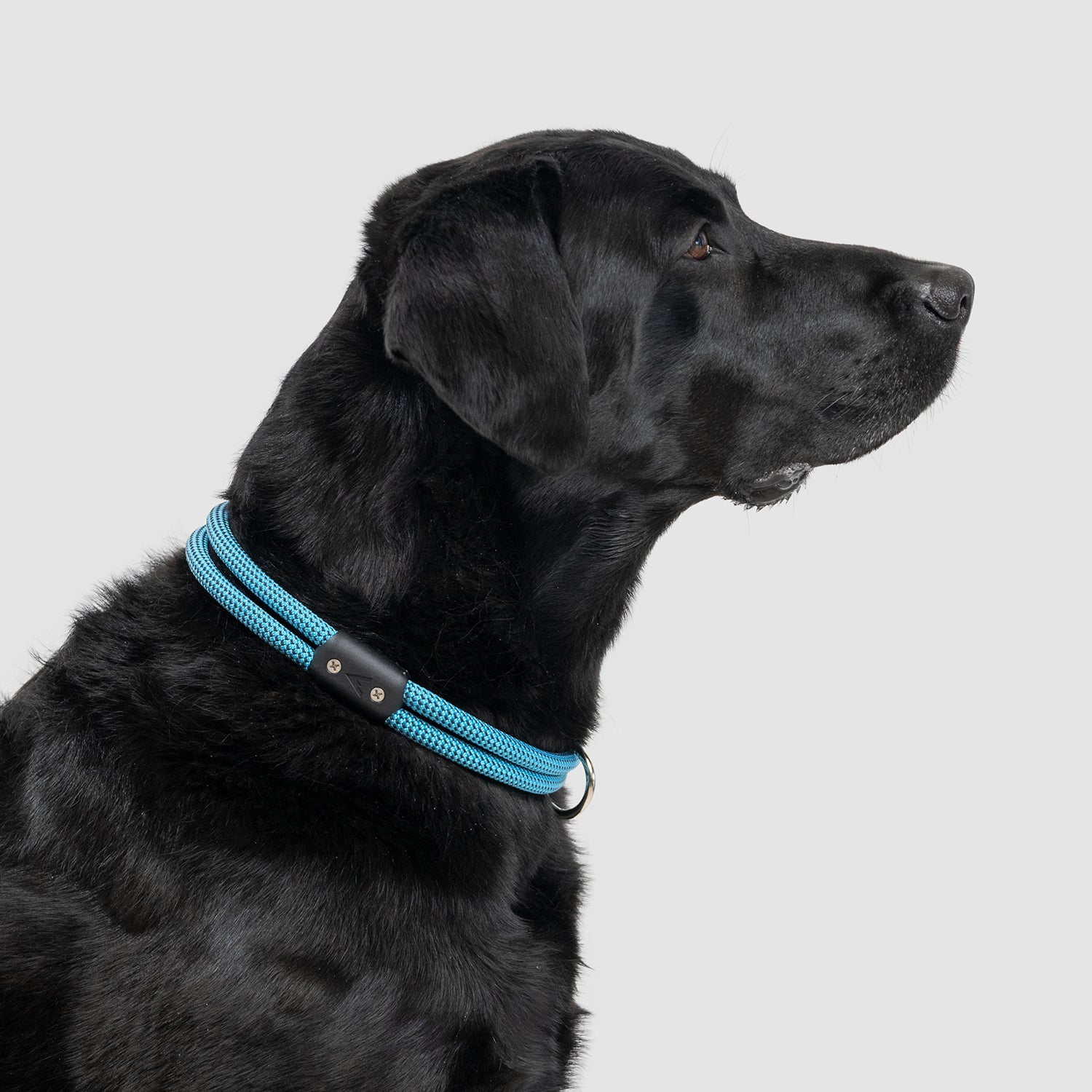 Lifetime Dog Collar - Durable Nylon Pet Collar with Quick-Release Buckle for Small Medium Large Dogs - Perfect for Daily Walks, Training & Outdoor Adventures