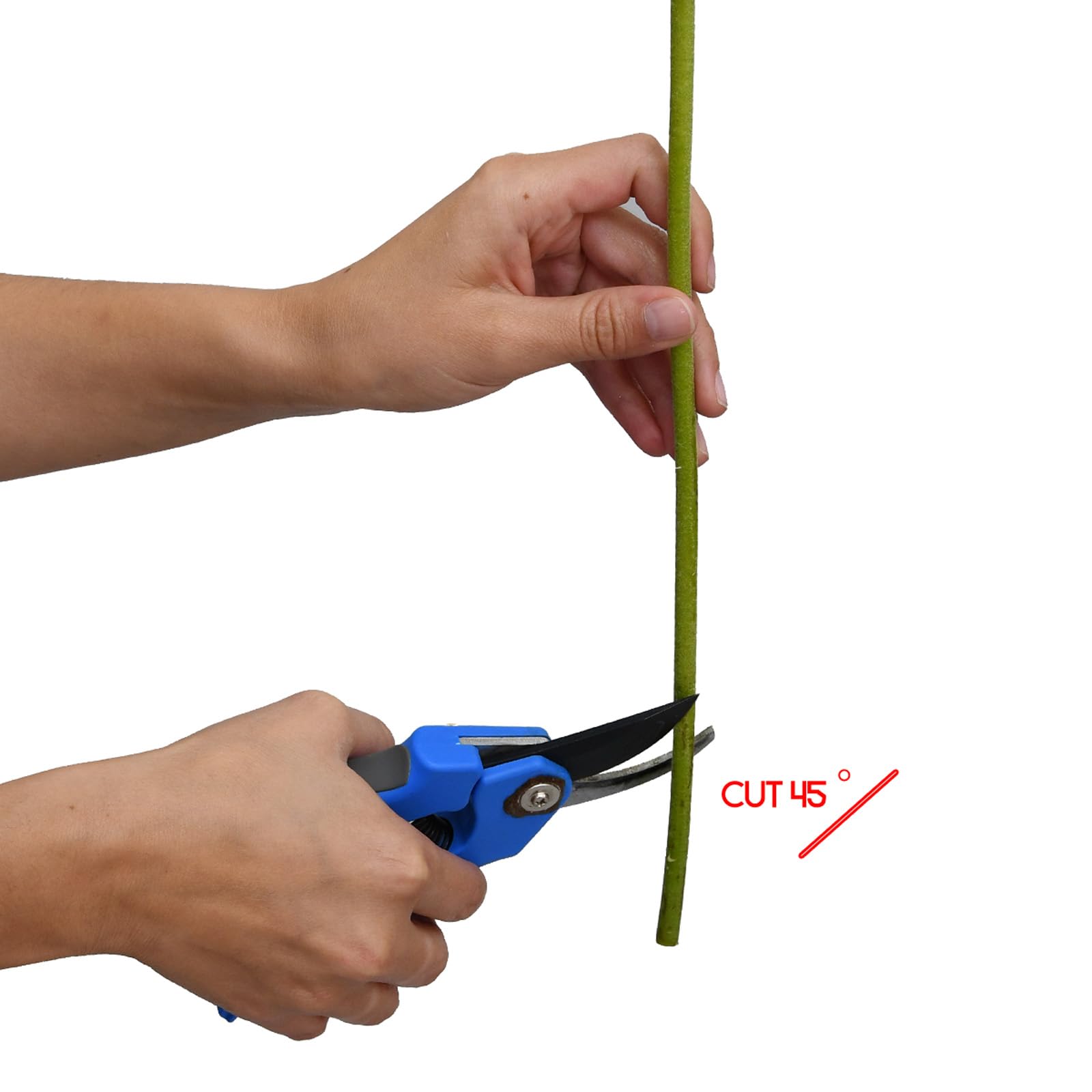 Fresh Aspidistra Greens - 150 Stems of Premium Green Leaves for Floral Arrangements, Wedding Decor, and Home Centerpieces