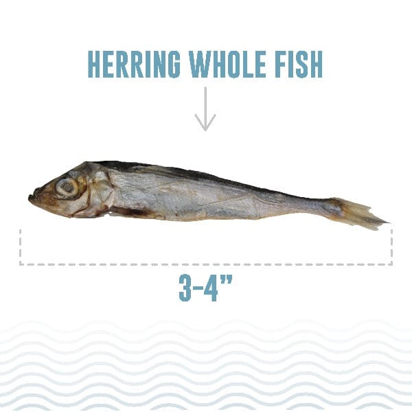 Premium Icelandic Herring Whole Fish Cat Treats - Natural, Grain-Free Snacks for Cats - Perfect for Training, Rewards & Dental Health