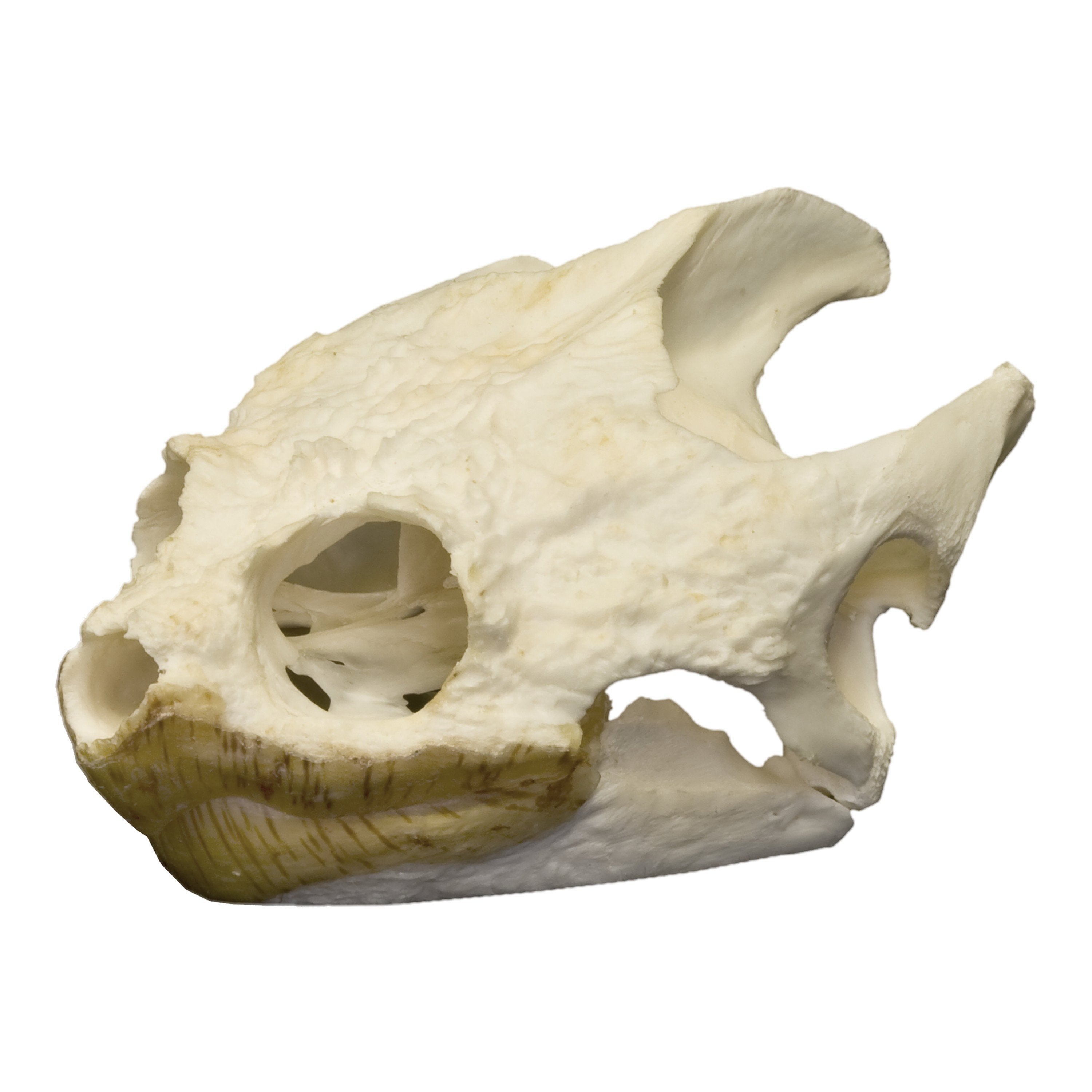 Authentic Snapping Turtle Skull - Taxidermy Specimen for Science Education, Oddity Collectors & Gothic Decor - Perfect for Biology Classrooms, Cabinets of Curiosities & Halloween Displays