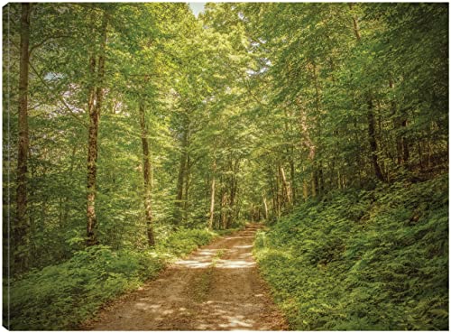 Forest Road