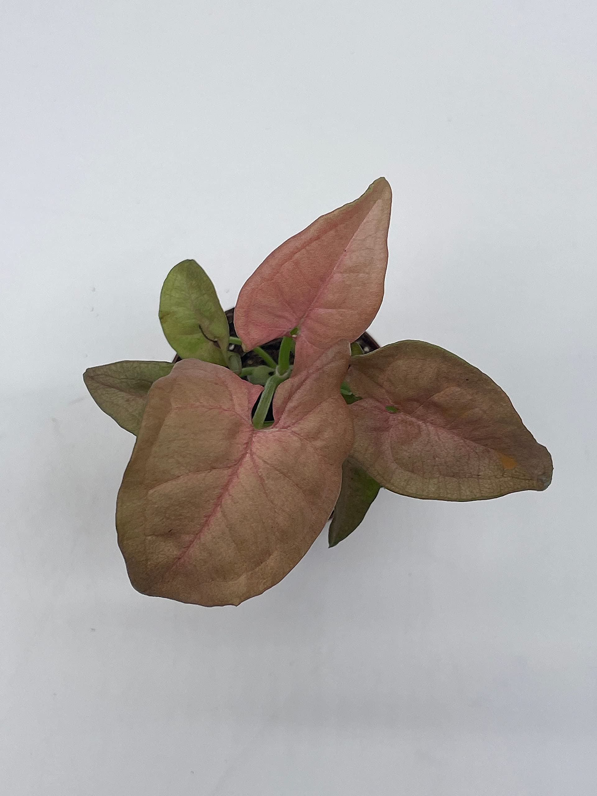 Syngonium Pink Strawberry Live House Plant - Well Rooted Starter in 2 Inch Pot | Perfect for Home Decor, Office Desk & Indoor Gardening