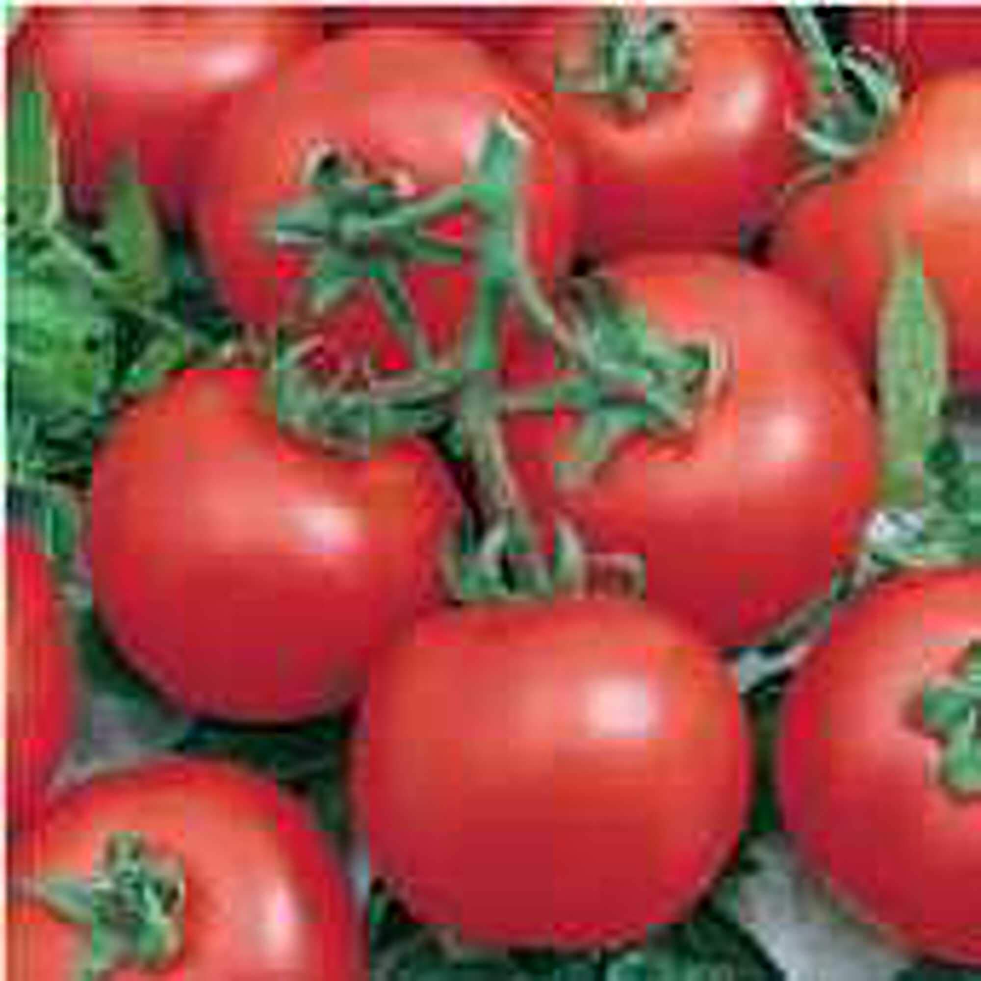 Organic Tomato Seeds for Planting (20+ Seeds) | Non-GMO Heirloom Vegetable Garden Seeds | Home, Greenhouse & Container Gardening | Perfect for Salads, Sauces & Fresh Eating
