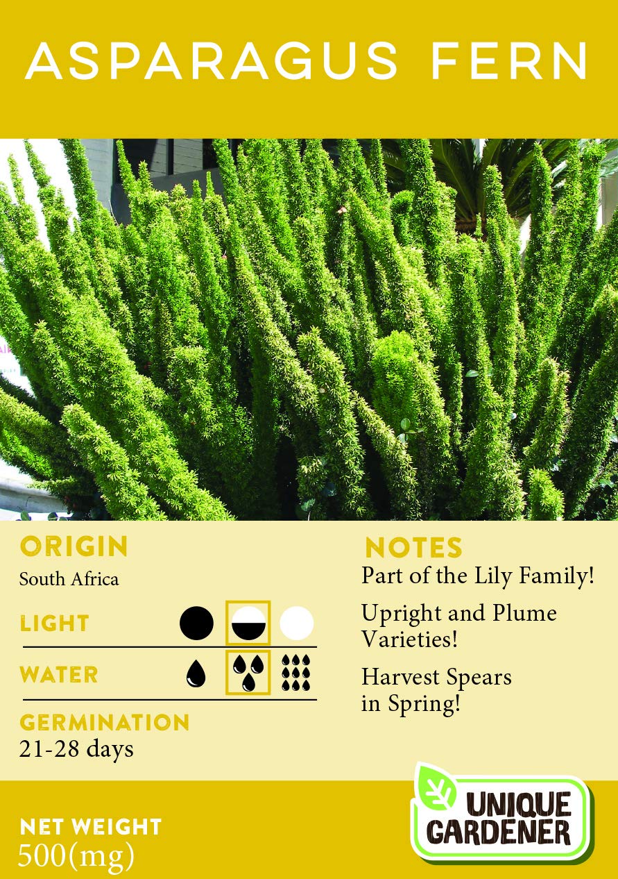 Premium Asparagus Fern Seeds Mix (15 Count) - Includes Asparagus Sprengeri, Plumosa & Meyeri Varieties - Perfect for Indoor Houseplants, Hanging Baskets and Garden Landscaping