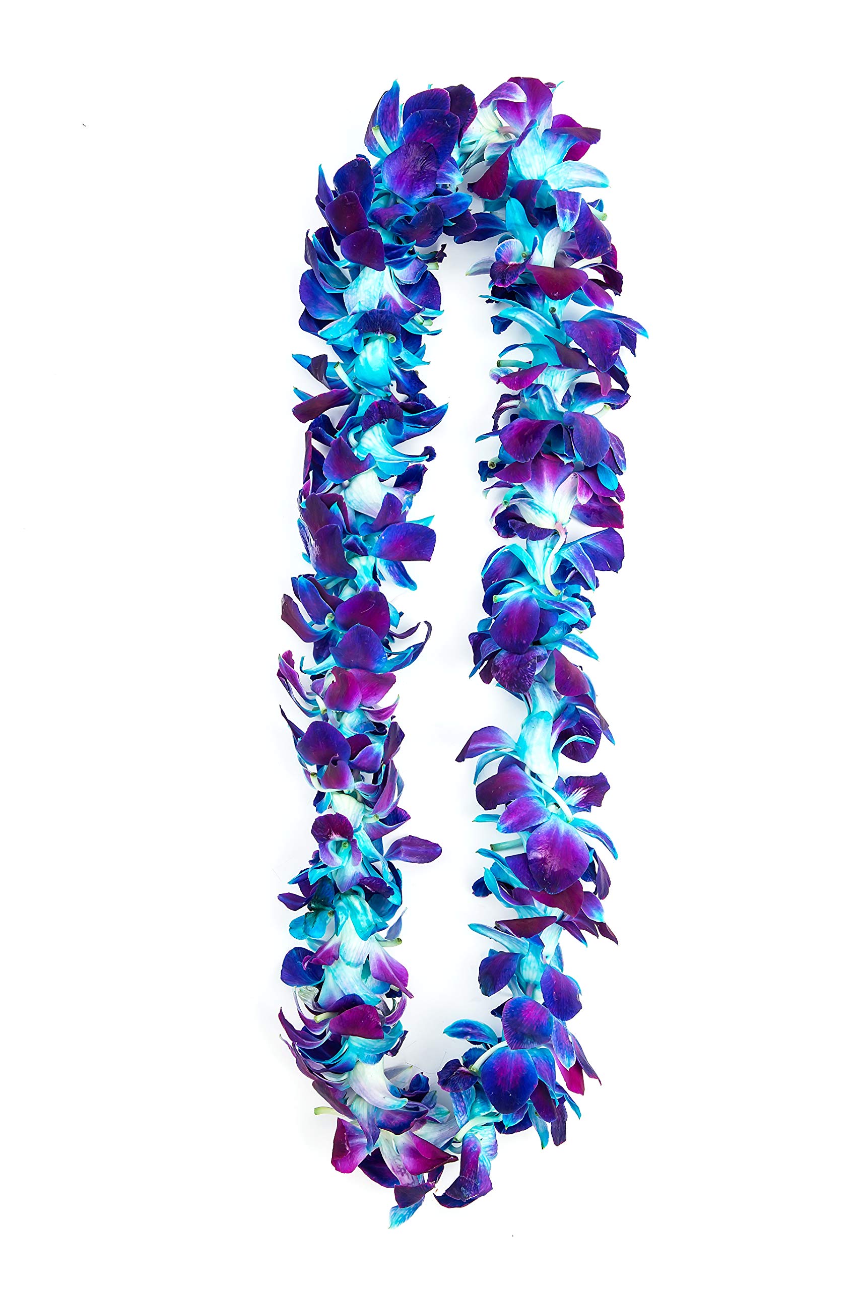 Fresh Graduation Orchid Leis - Single Strand Hawaiian Style Flower Necklace (Blue Tinted Sonnia) for Graduation Ceremonies, Parties & Special Events