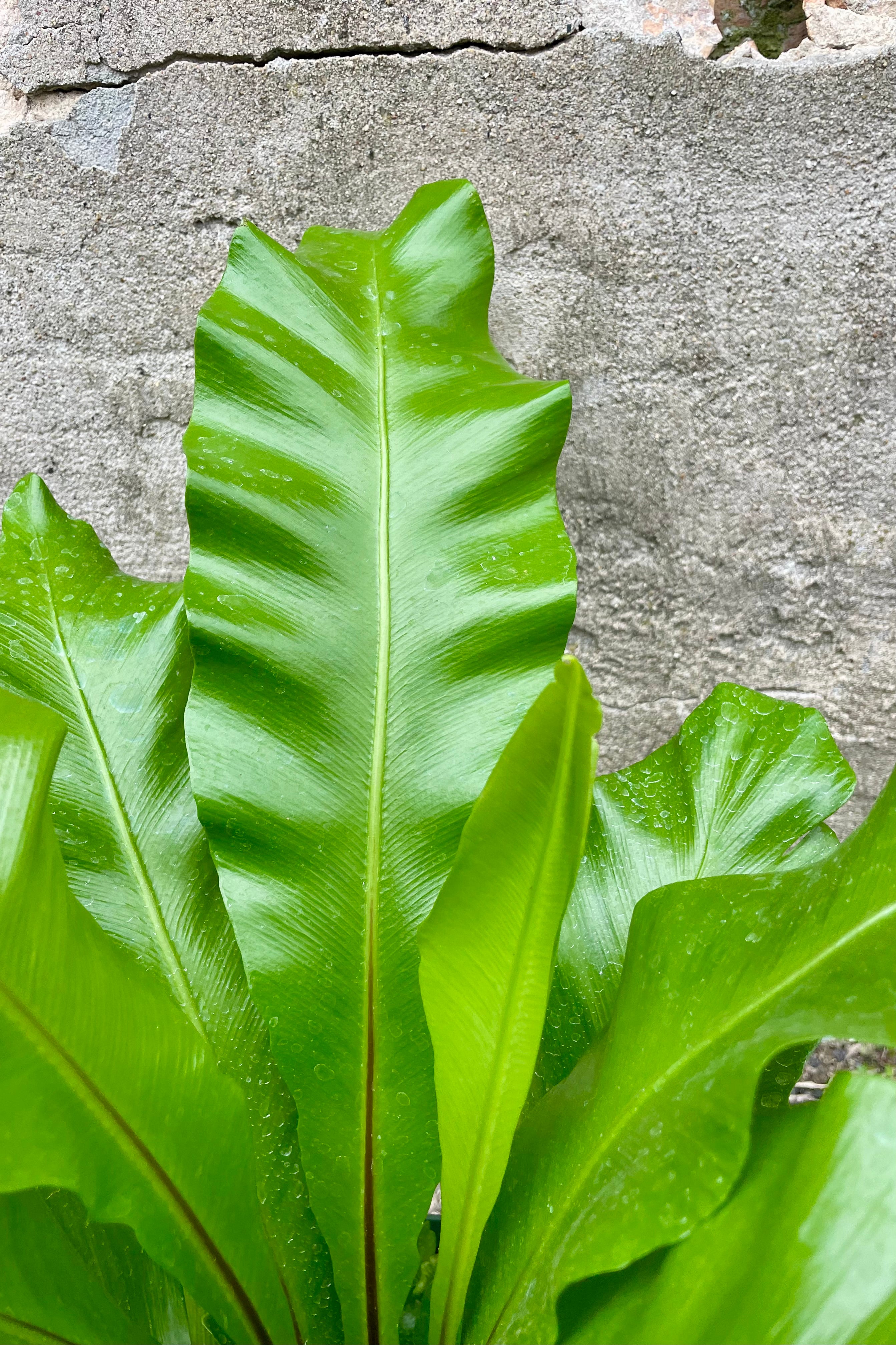 Buy Asplenium Nidus Bird's Nest Fern - 8 Inch Live Indoor House Plant for Home & Office Decor | Perfect for Living Rooms, Bathrooms, and Low-Light Spaces