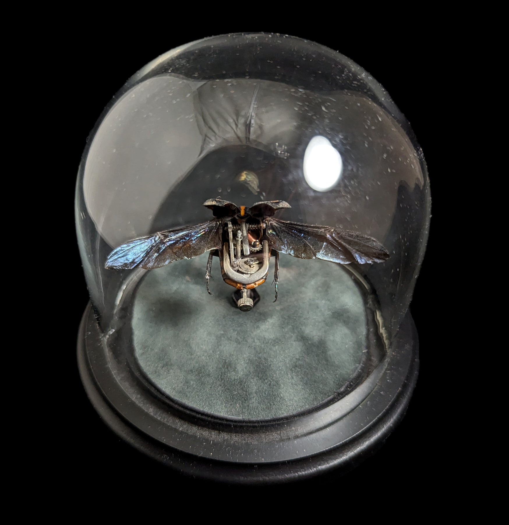 Clockwork Cetonidae: Clerota Rigifica - Premium Mechanical Insect Model for Collectors & Science Enthusiasts | Perfect for Home Decor, Educational Displays & Unique Gifts