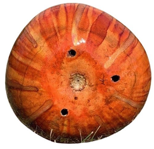 Amish Handcrafted Orange & Honey Psychedelic Striped Gourd Bird House - Unique Garden Decor for Backyard Bird Watching & Nature Lovers