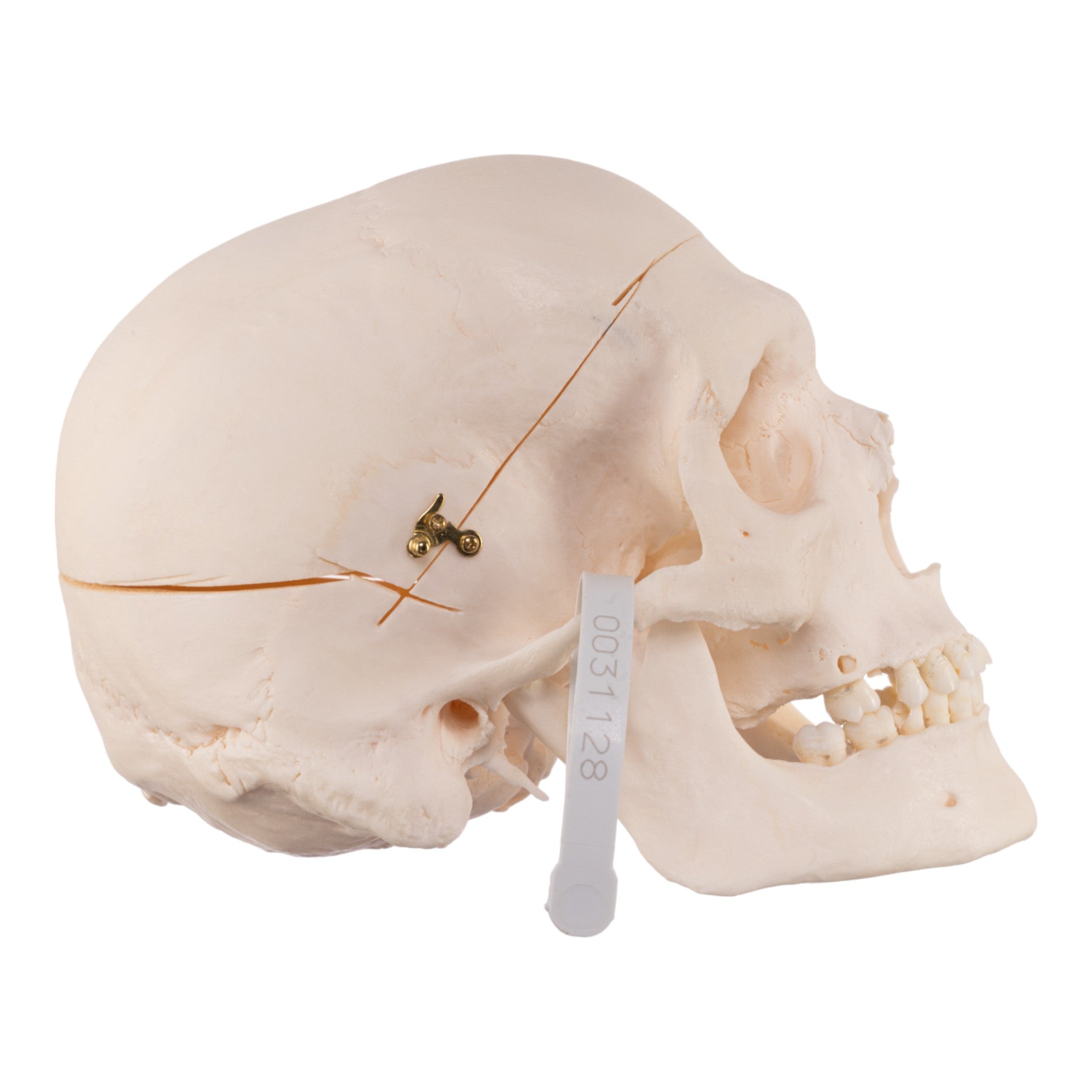 Premium Anatomical Human Skull Model - Accurate Medical & Educational Replica for Doctors, Students & Halloween Decor | Perfect for Classrooms, Labs & Spooky Home Decor