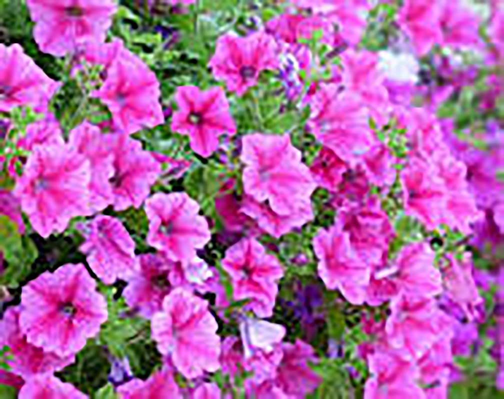 Fire Chief Red Petunia Seeds - 4500 Premium Tiny Flower Seeds for Garden, Landscaping & Hanging Baskets - First Ever True Red Petunia Variety