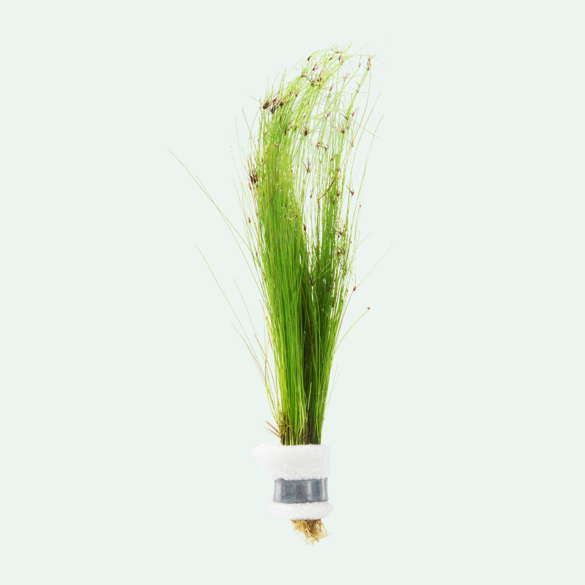 Eleocharis Vivipara Live Aquarium Plants - Freshwater Aquatic Grass for Fish Tanks, Ponds & Aquascaping | Perfect for Shrimp, Betta & Goldfish Habitats