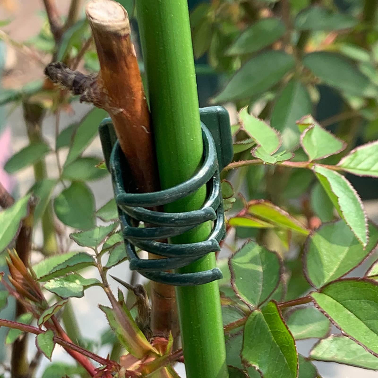 50Pcs Dark Green Plastic Orchid Clips - Garden Flower Vine Support Clips for Stems, Vines and Stalks | Ideal for Orchids, Tomatoes, Peas and Climbing Plants | Perfect for Indoor and Outdoor Gardening