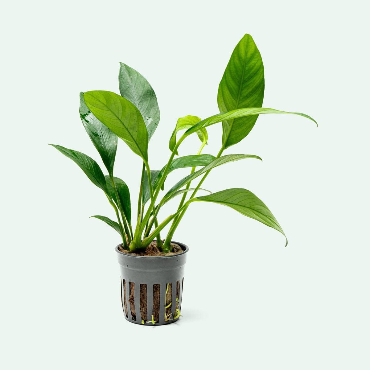 Anubias Glabra Live Aquarium Plant - Easy Low Light Freshwater Aquatic Plant for Fish Tanks, Aquascaping & Shrimp Tanks | Perfect for Beginners & Natural Aquarium Decor