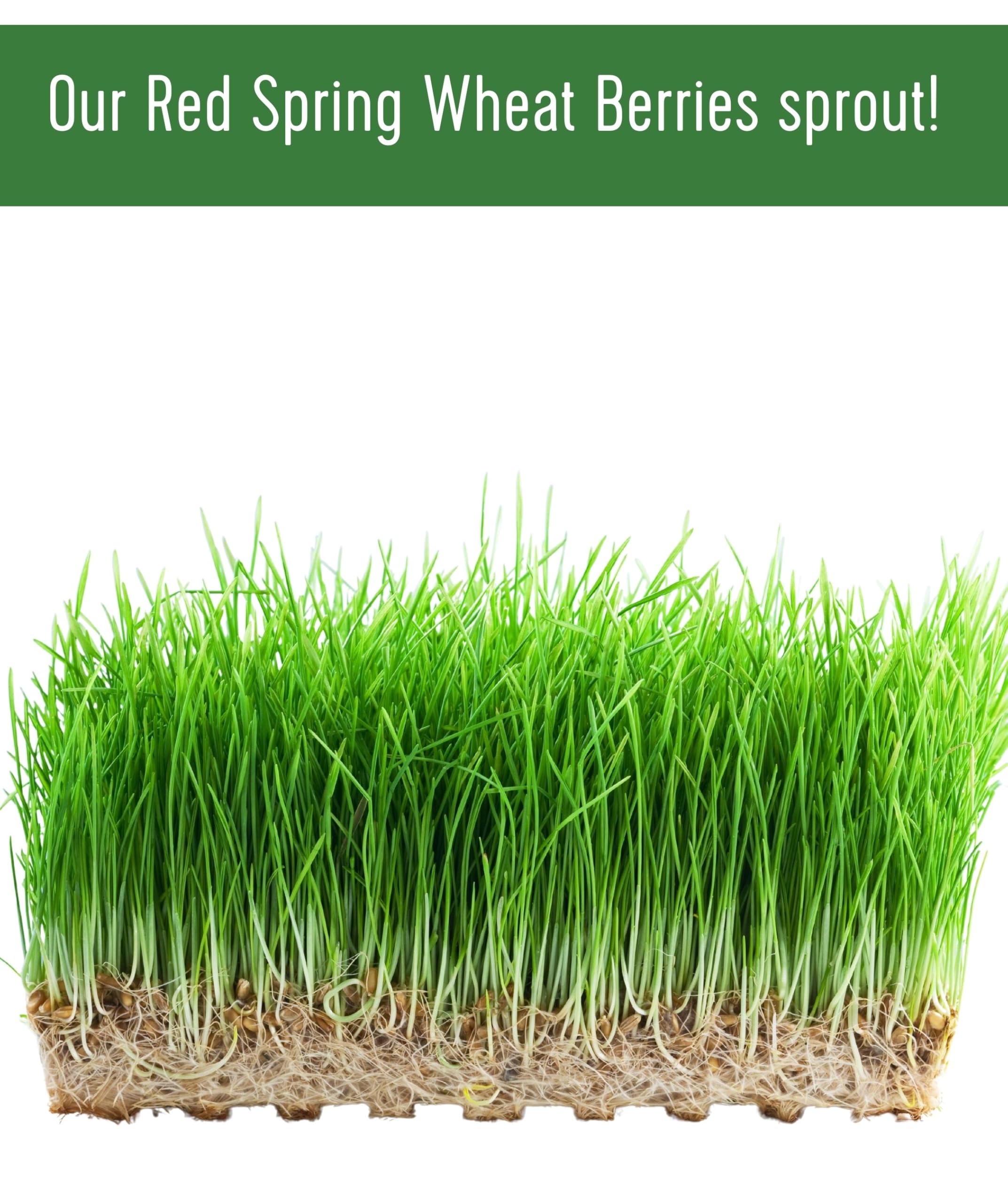 Organic Hard Red Spring Wheat Berries - 100 LBS Bulk | Non-GMO Project Verified, Kosher Certified | Sproutable Wheat for Baking, Bread Making & Home Milling | Perfect for Artisan Bread, Homemade Flour & Healthy Recipes