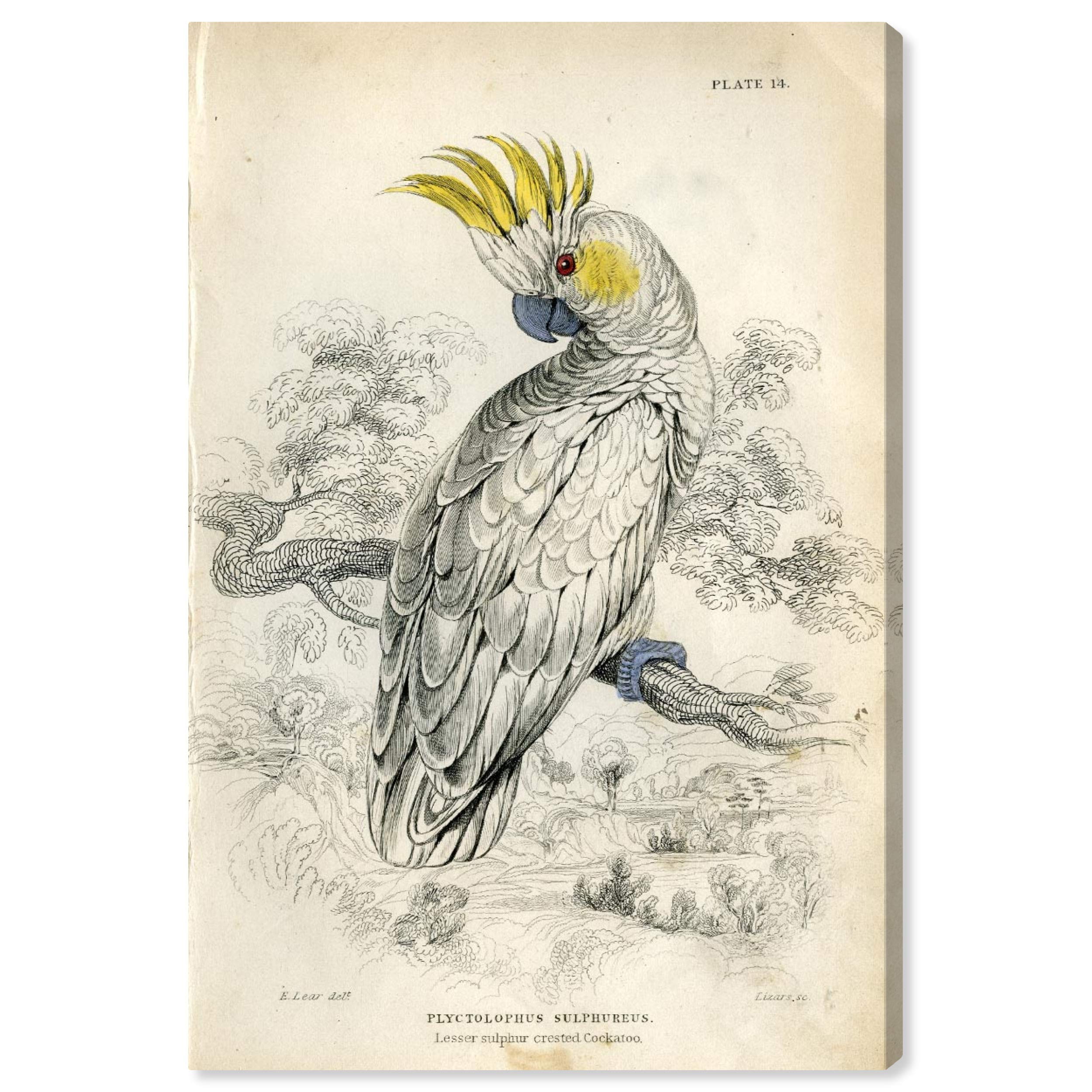 Oliver Gal Artist Co. 'Sulphur Cockatoo' Animal Wall Art Canvas Print - 16x24 Inches, White & Gray Home Decor - Perfect for Living Room, Bedroom, or Office Wall Decor