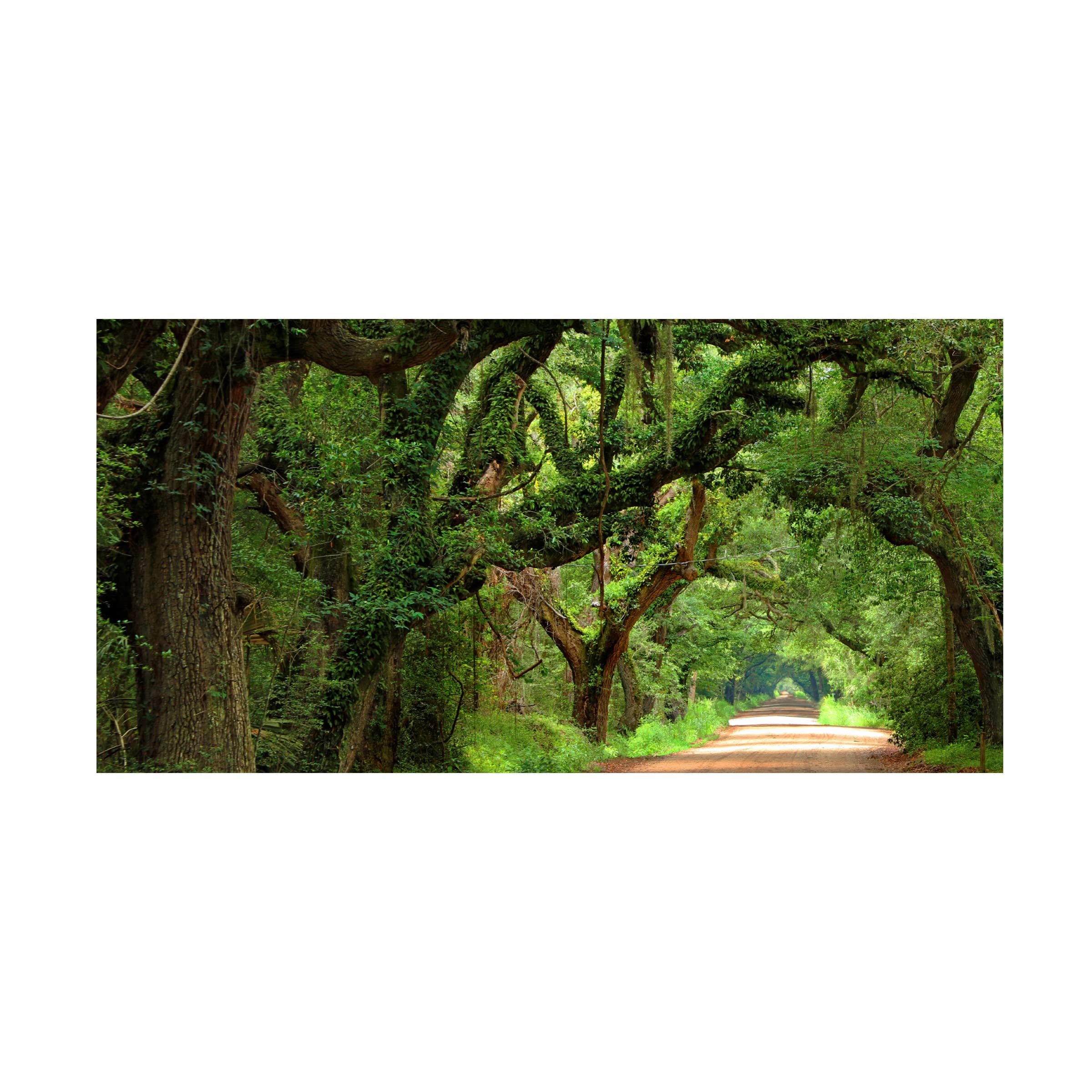 James McLoughlin 'Canopy Road Panorama V' Canvas Wall Art Print - 12x24 Inches - Modern Landscape Painting for Living Room, Bedroom & Office Decor