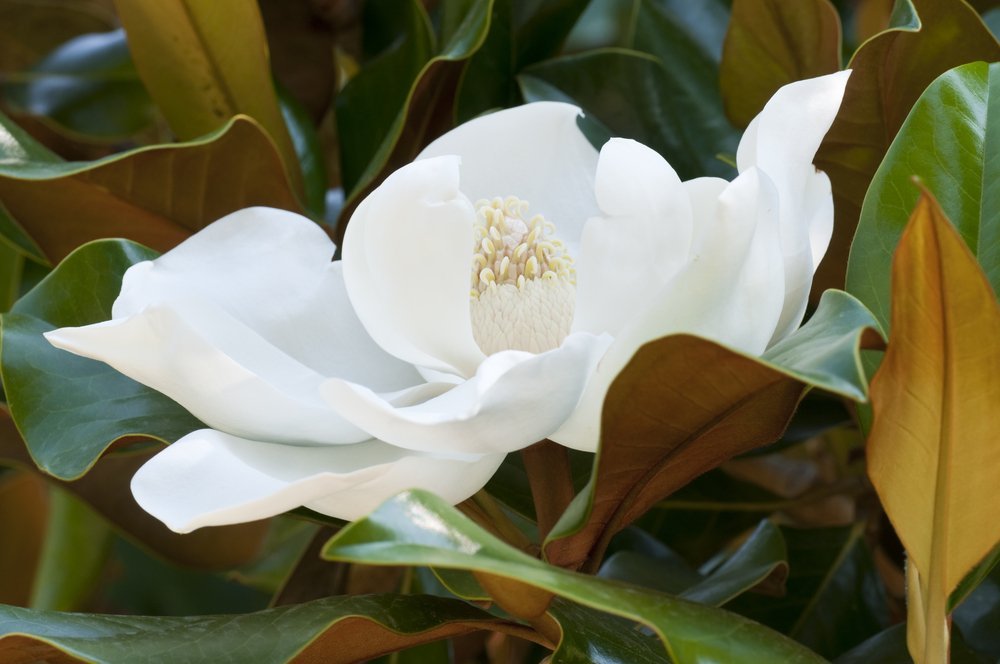 Southern Magnolia Tree Live Plant - Easy Care Outdoor Tree with Fragrant Blooming Flowers | Perfect for Home Garden, Patio Decor & Landscape Design