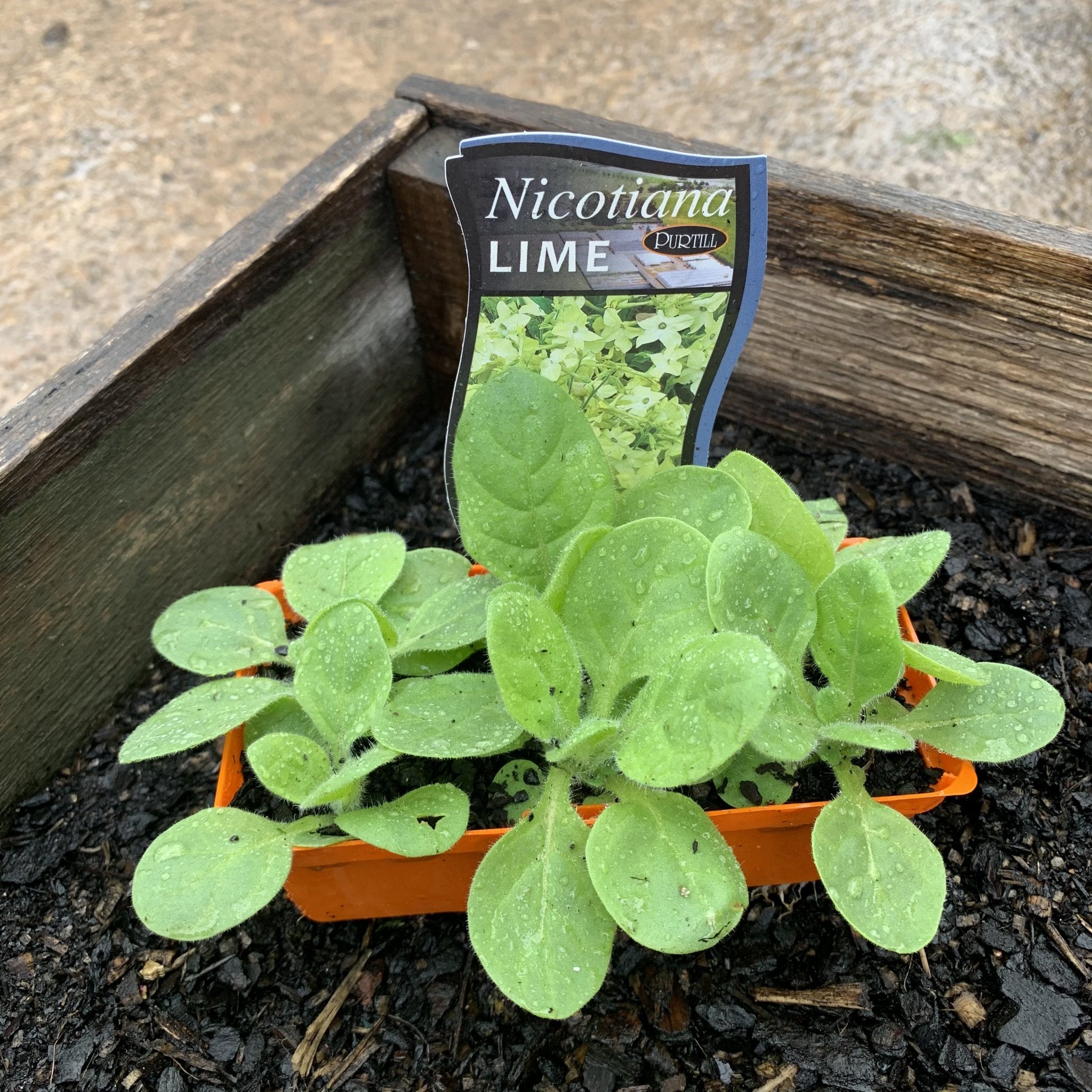 Nicotiana 'Lime' Tobacco Plant - Fragrant Flowering Annual for Gardens, Borders & Containers | Perfect for Pollinator Gardens & Cottage Style Landscaping