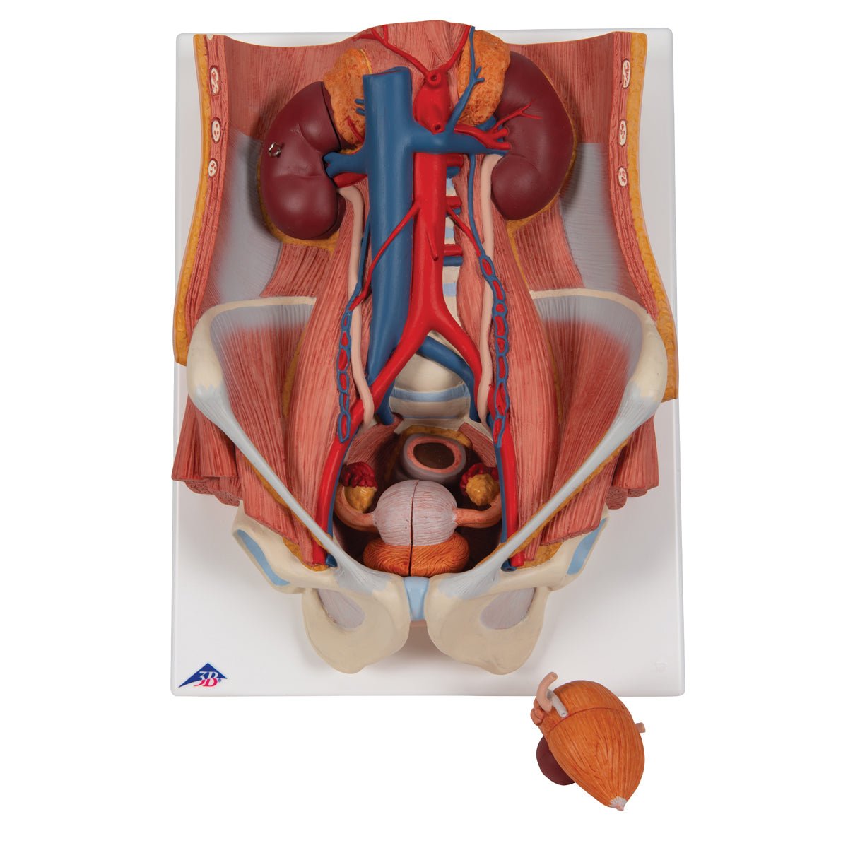Dual Gender Urinary System Model - 6-Part Anatomical Demonstration Kit for Medical Education & Training | Perfect for Classroom, Lab & Healthcare Professional Use