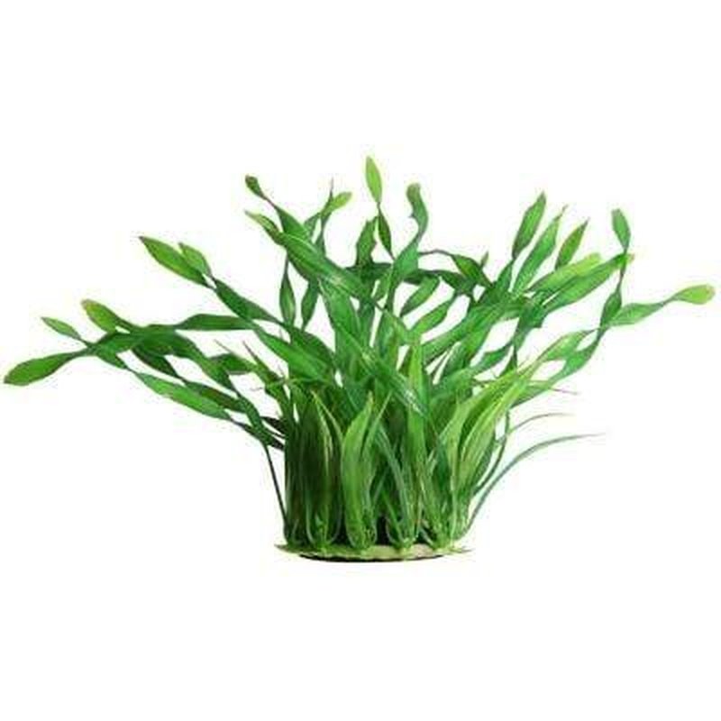 Aqua One Ecoscape Medium Green Corkscrew Val 20cm - Live Aquarium Plant for Fish Tank Decoration, Freshwater Aquatic Plants for Home & Office Aquascaping