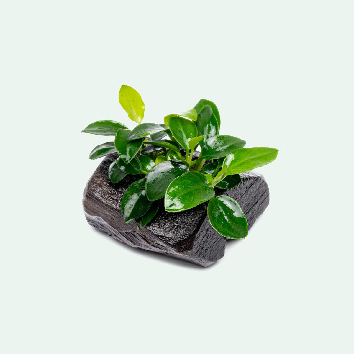 Anubias Nana Petite Live Aquarium Plant on Natural Driftwood - Perfect for Nano Tanks, Aquascaping & Fish Tank Decorations