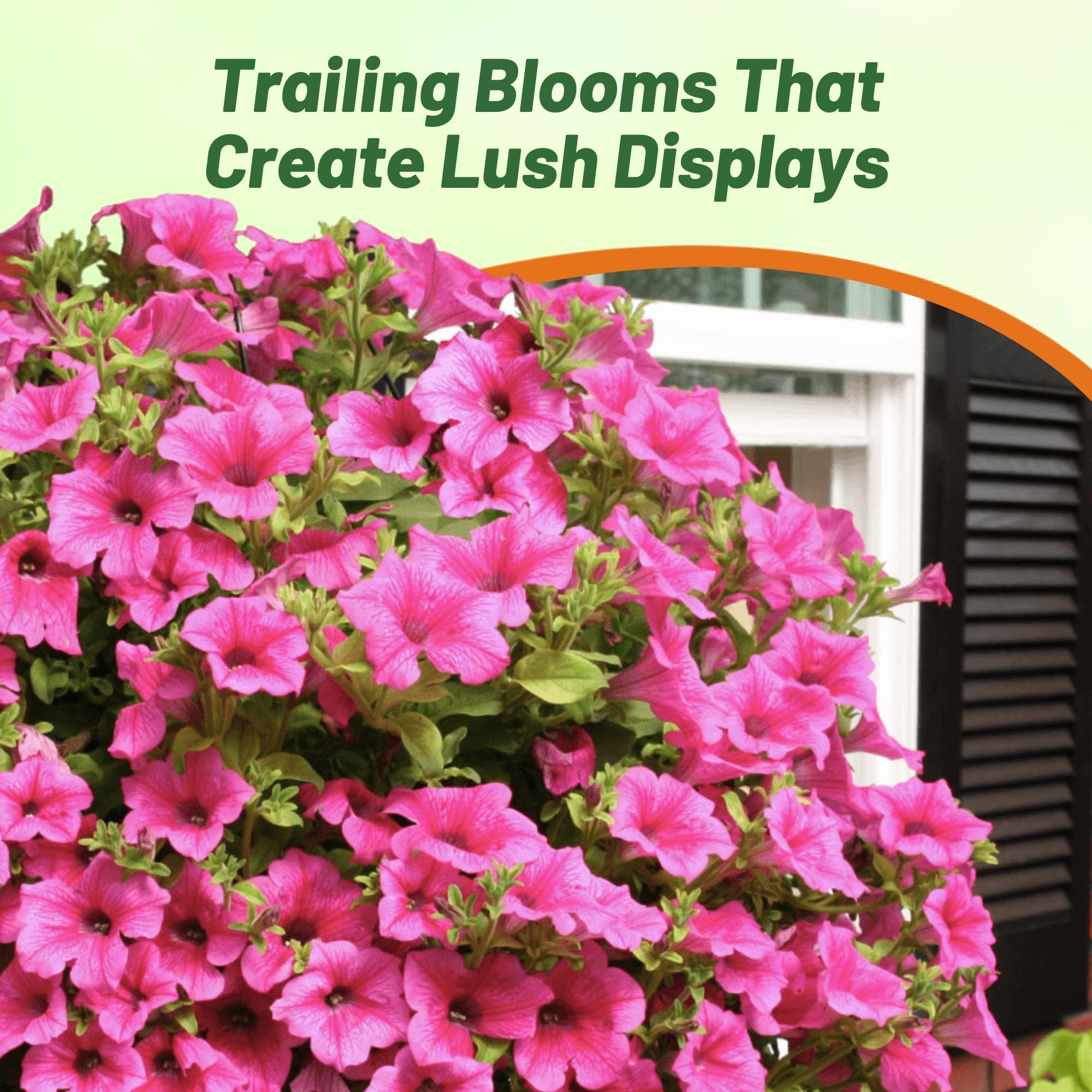 Outsidepride 30 Seeds Annual Spreading Tidal Wave Hot Pink Petunia Flower Seeds for Planting - Perfect for Garden Beds, Hanging Baskets & Container Gardening