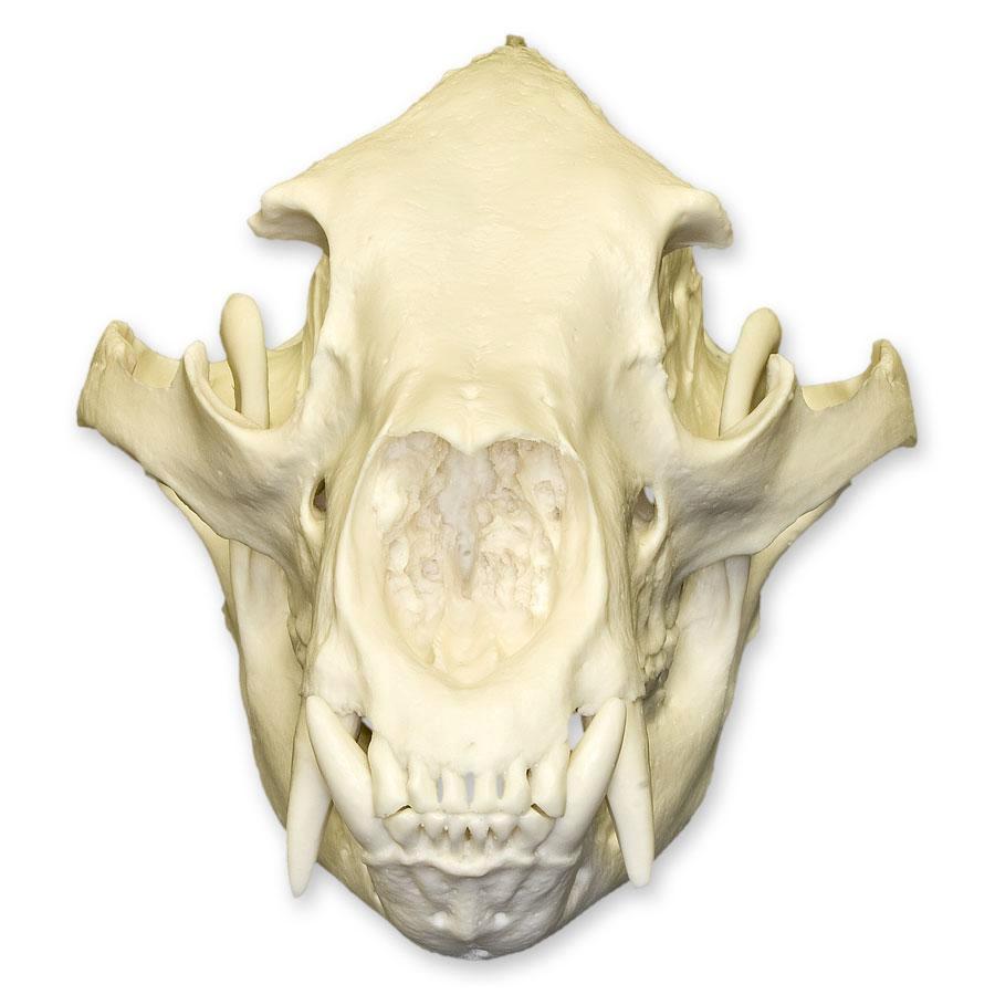 Authentic Replica American Black Bear Skull - High-Quality Educational Display for Home Decor, Classroom, or Halloween Props | Perfect for Biology Study, Taxidermy Collectors, and Gothic Decor