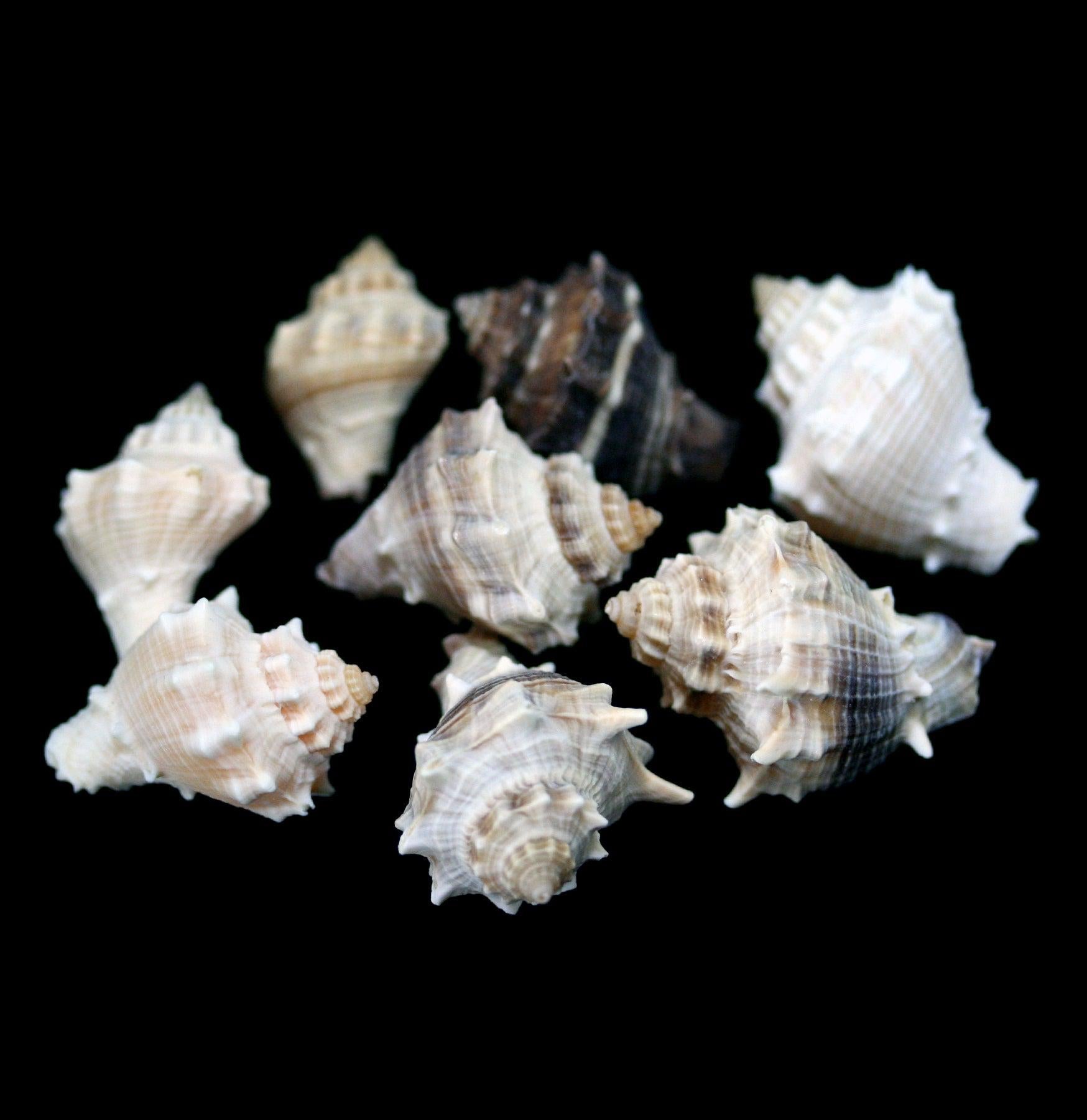 Spiny Melongena Shell - Natural Seashell for Beach Decor, Crafts & Aquarium Use | Perfect for Coastal Home Decor, DIY Projects & Marine Displays