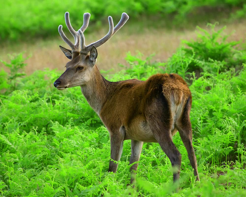 Red Deer 16x20 Inch Wall Art Print - Premium Wildlife Home Decor for Living Room, Bedroom & Office