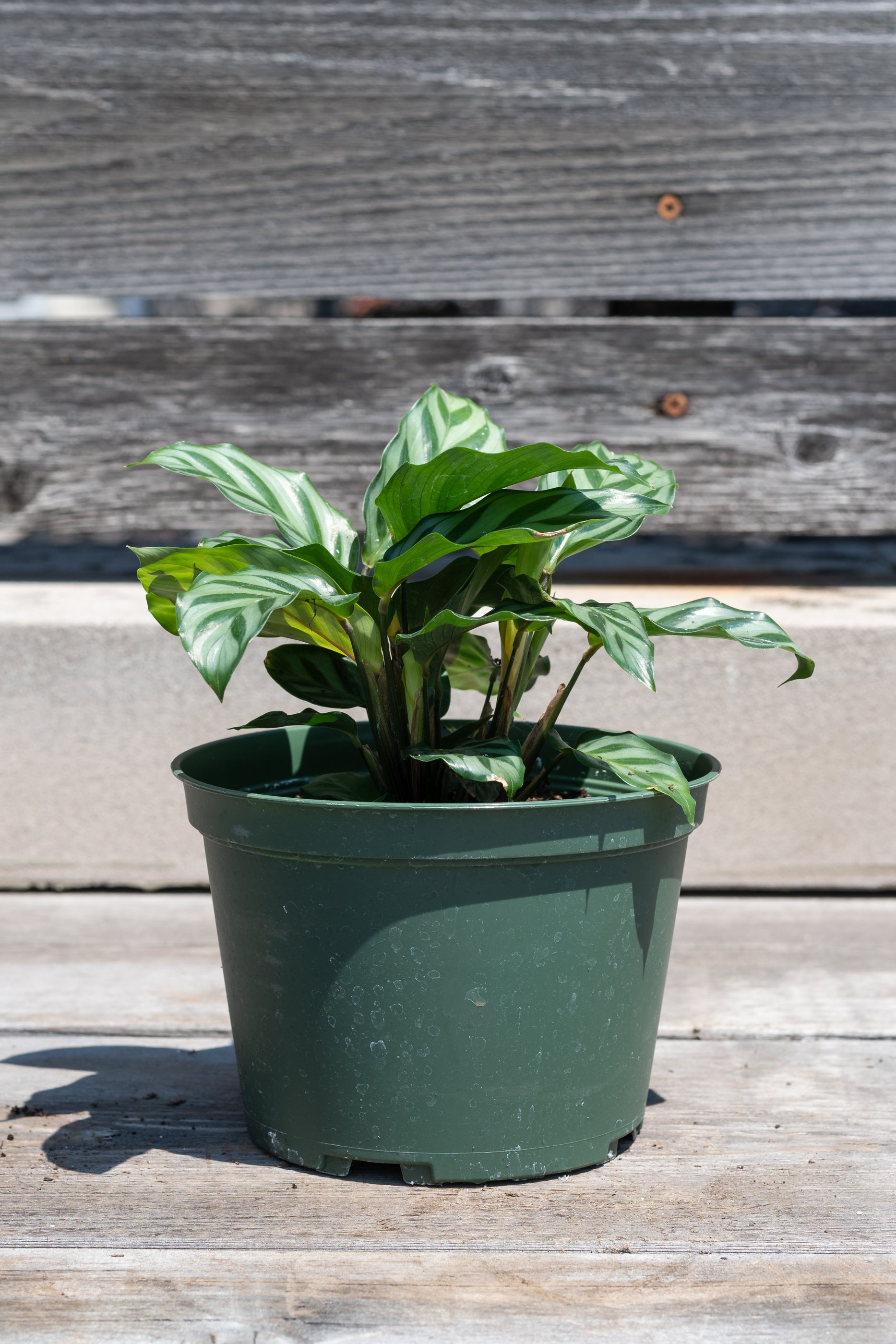 Calathea 'Freddie' 6-Inch Live Plant - Low Light Indoor Houseplant for Home & Office Decor | Perfect for Living Rooms, Bedrooms, and Workspaces