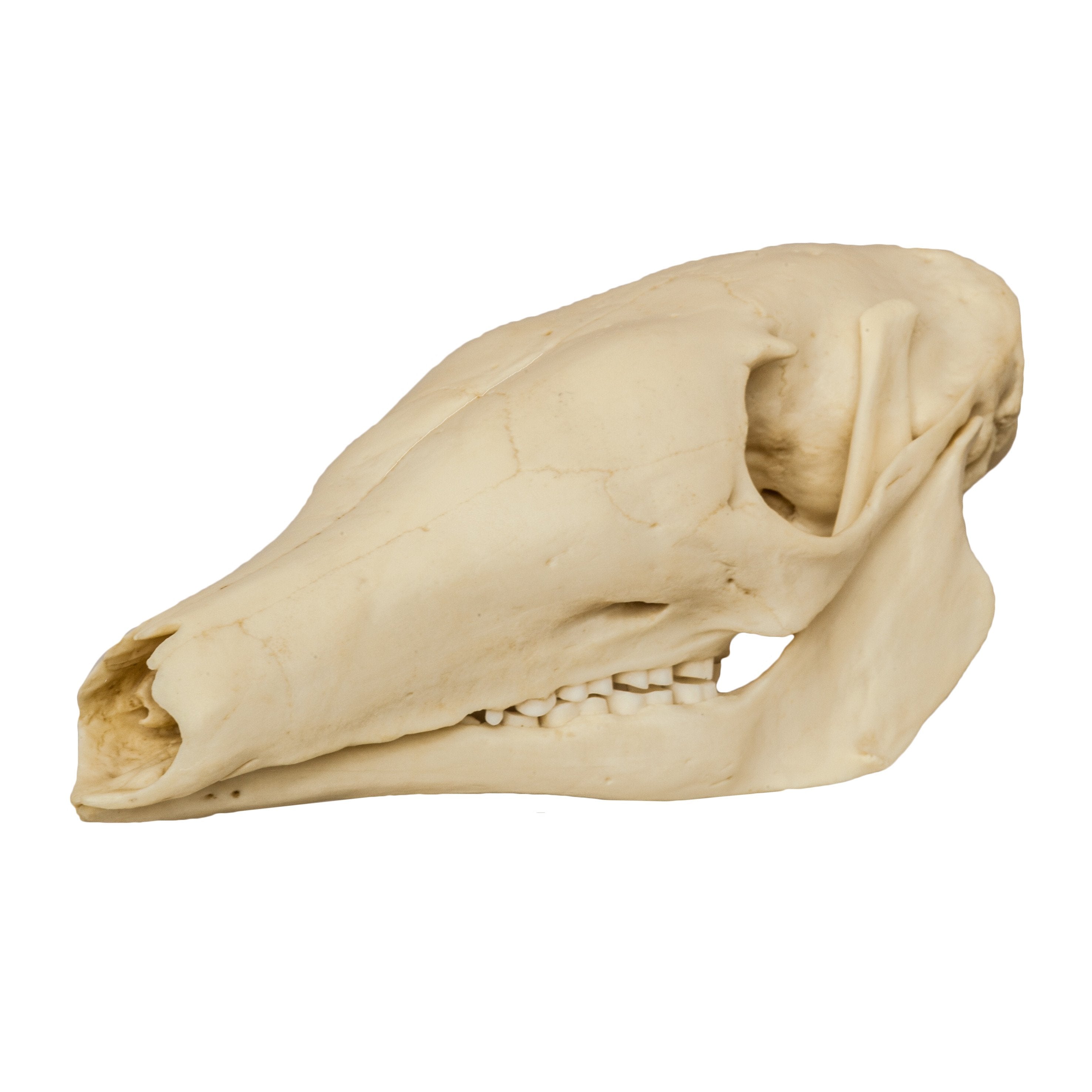 Authentic Replica Aardvark Skull - High-Quality Animal Skull Model for Science Education, Home Decor & Halloween Props