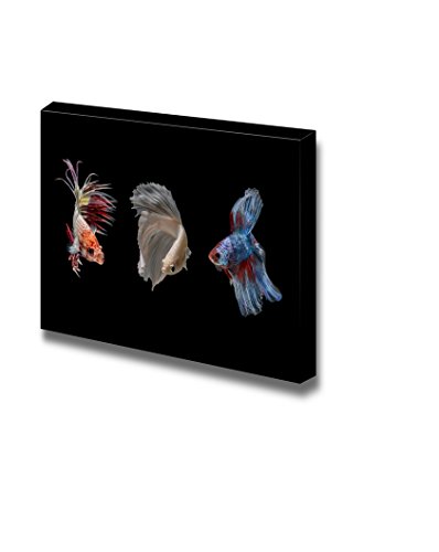 Betta Fish