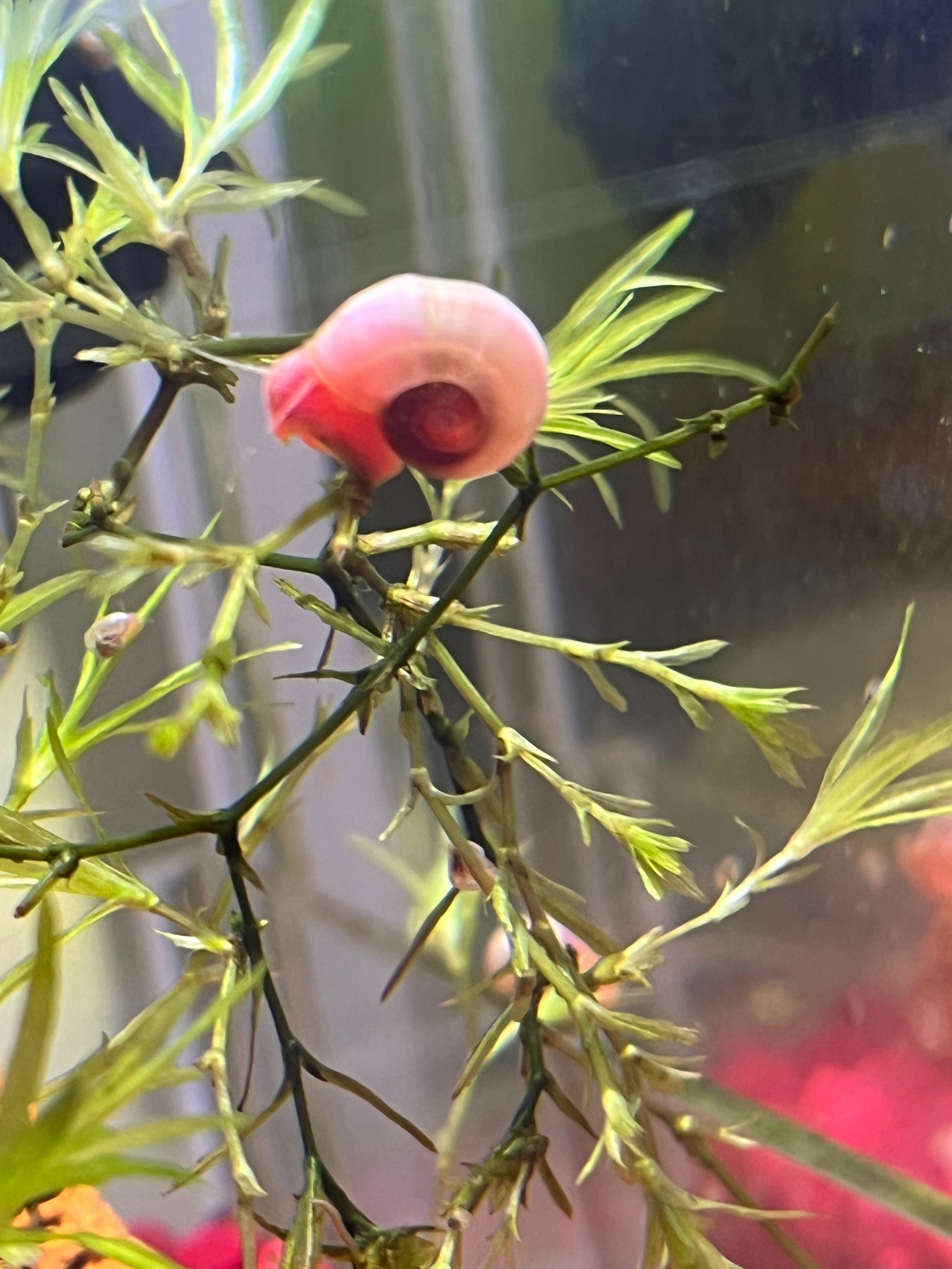 7 Live Ramshorn Snails for Aquarium – Natural Algae Eaters & Tank Cleaners | Freshwater Snails for Fish Tank | Low Maintenance Aquatic Pets | Perfect for Planted Tanks & Nano Aquariums