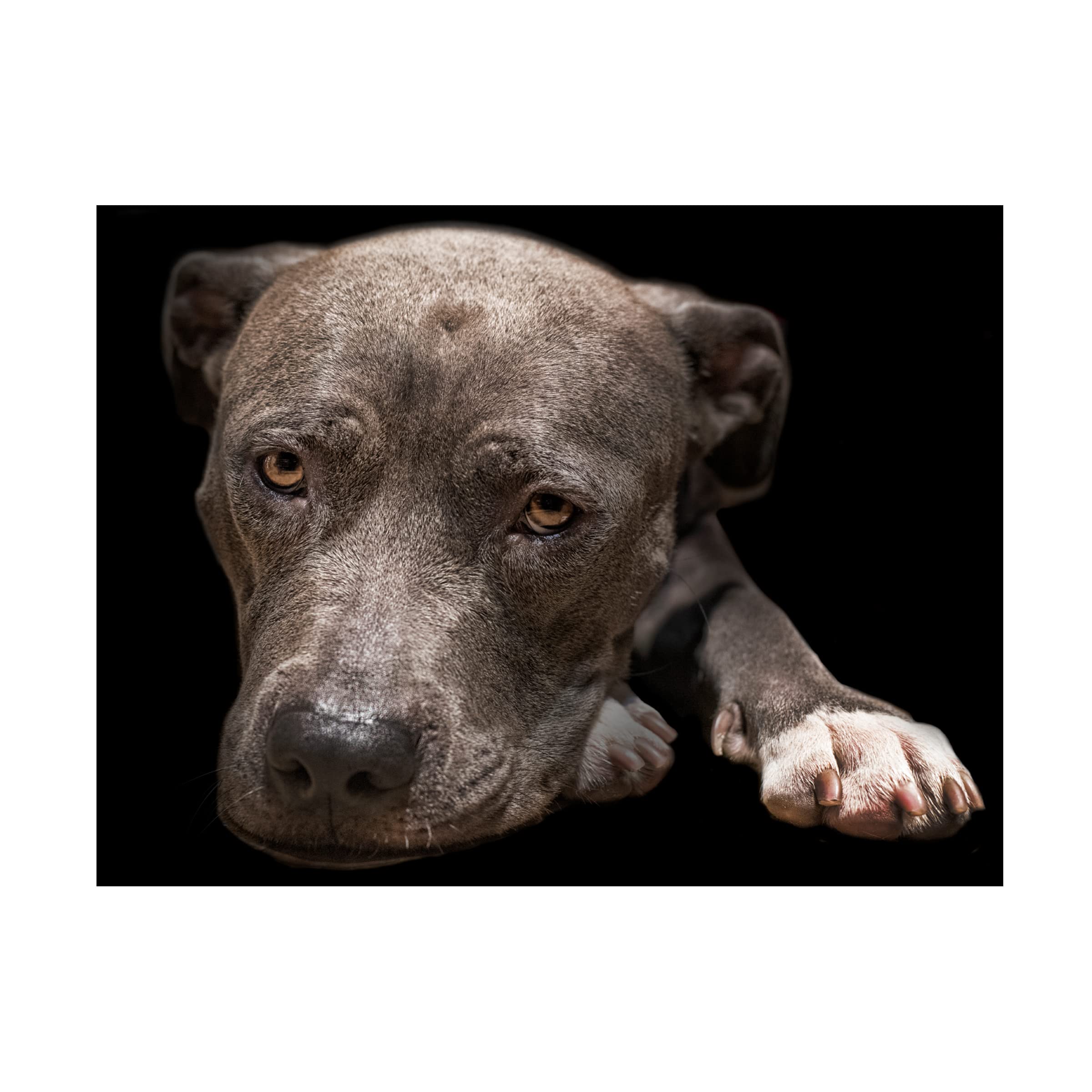 Trademark Fine Art 'Pit Bull Terrier' Canvas Wall Art by Lori Hutchison - Handmade Dog Painting for Living Room, Bedroom & Office Decor