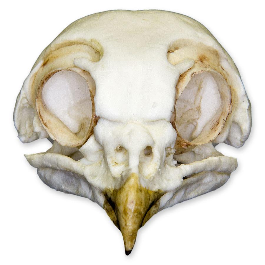 Authentic Replica Burrowing Owl Skull - Lifelike Detailed Animal Skull Model for Home Decor, Science Education & Halloween Props