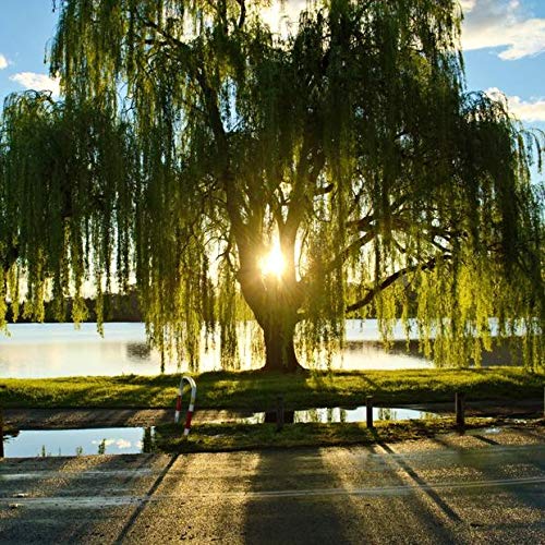 Golden Weeping Willow Tree Live Plant - Ready to Plant Outdoor with Beautiful Arching Canopy - Perfect Memorial Gift for Gardens, Landscaping & Backyard Decor