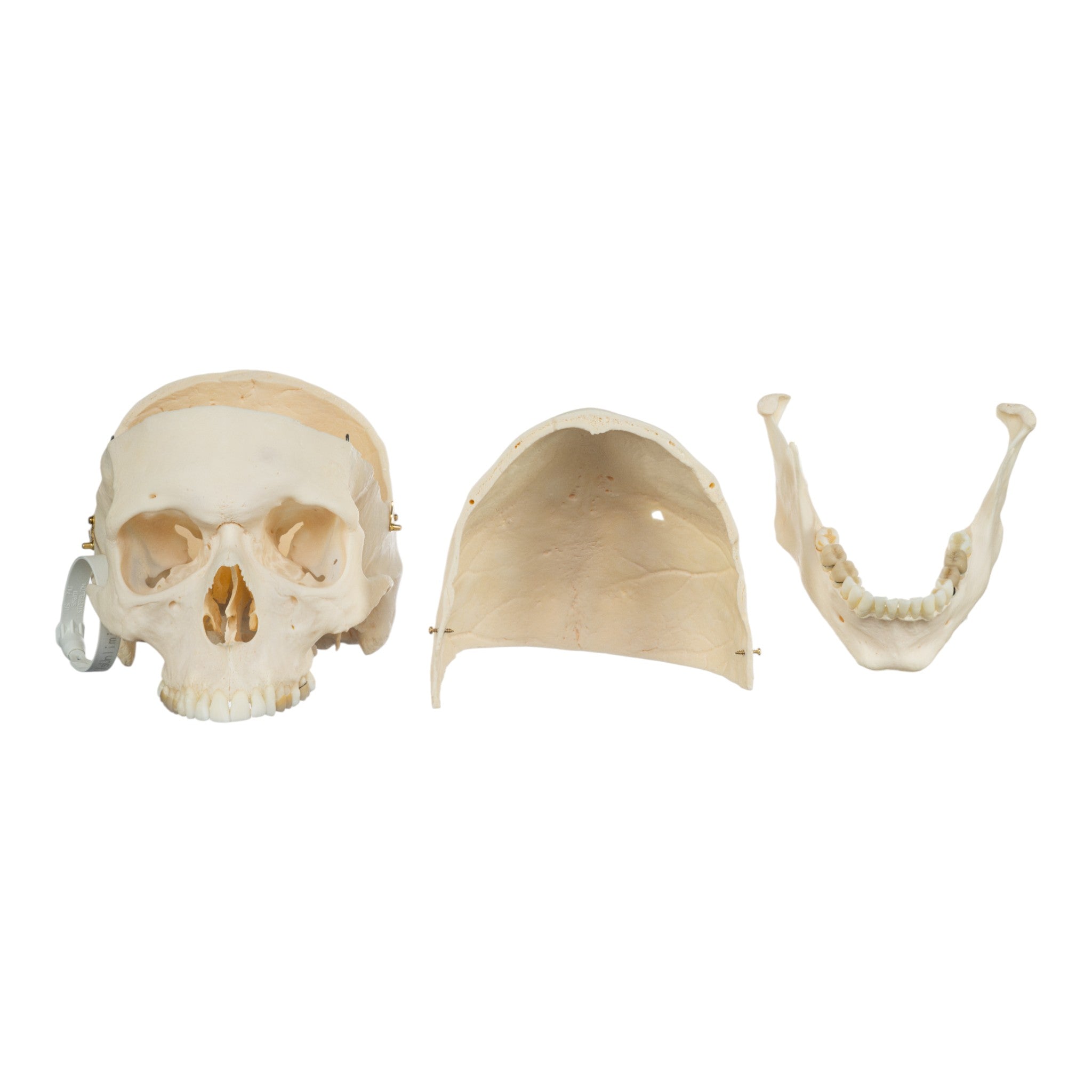 Premium Anatomical Human Skull Model for Medical Research & Pathology Studies - Ideal for Medical Training, Classroom Education & Forensic Analysis