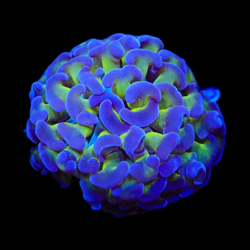 Vibrant Bicolor Hammer Coral for Saltwater Aquariums - Perfect for Reef Tanks & Marine Aquascaping