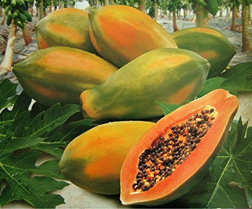 Premium Papaya Fruit Seeds - Non-GMO, High Germination Rate (5 Packets, 100-150 Seeds Each) for Home Gardening, Tropical Fruit Cultivation & Organic Farming
