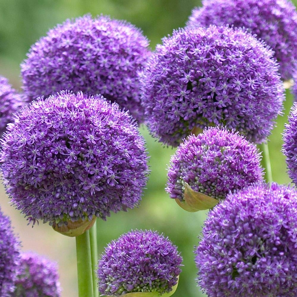 5 Allium Gladiator Bulbs - Ready to Plant - Purple Blooming Onion Flowers - Live Perennial Bulbs for Indoor & Outdoor Gardens - Perfect for Borders, Cut Flowers, and Pollinator Gardens