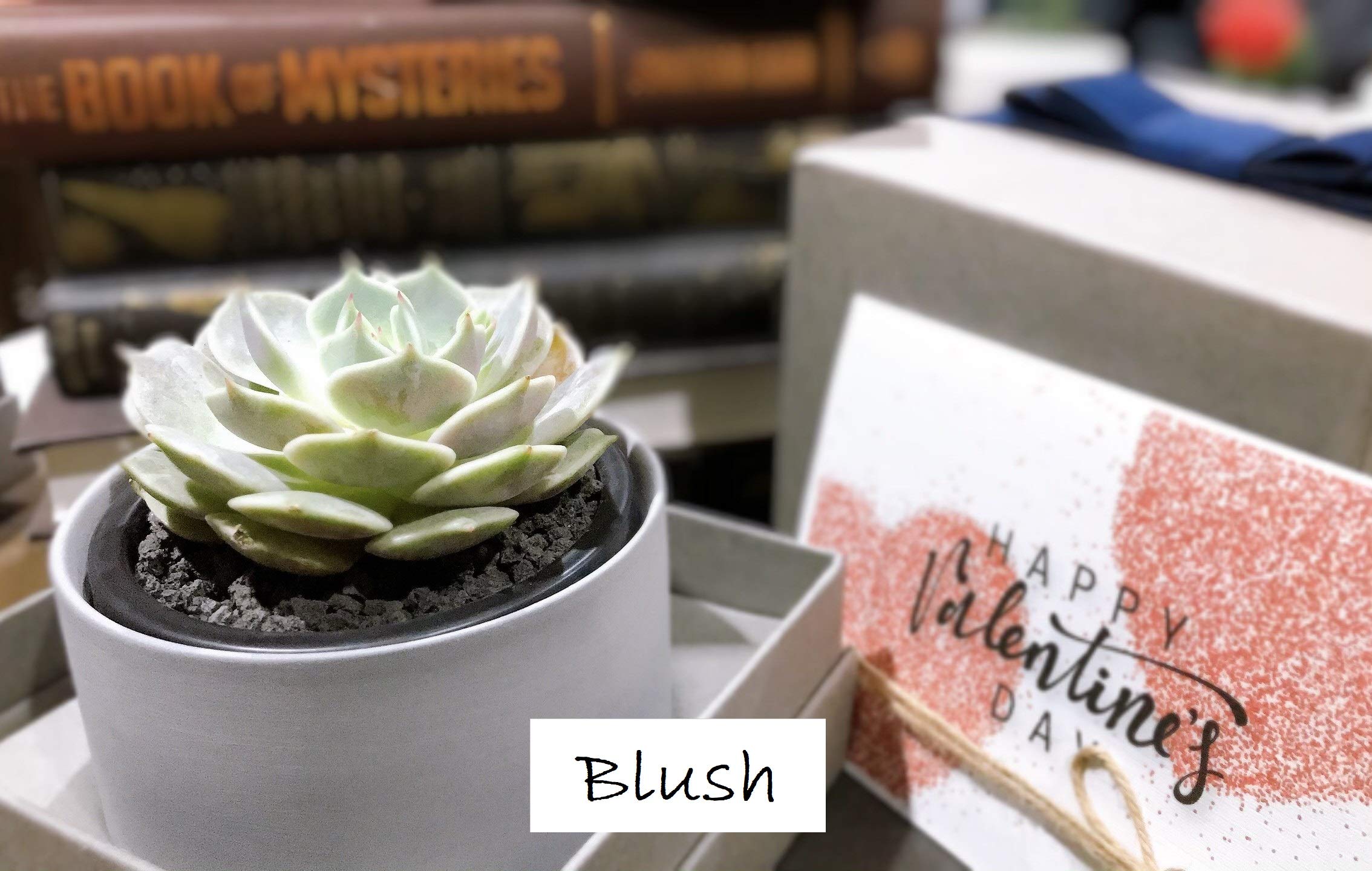 Succulent Gift Box with Glow in the Dark Ivory Pot & Box - Perfect for Birthday, Housewarming, Wedding Favors & Office Decor