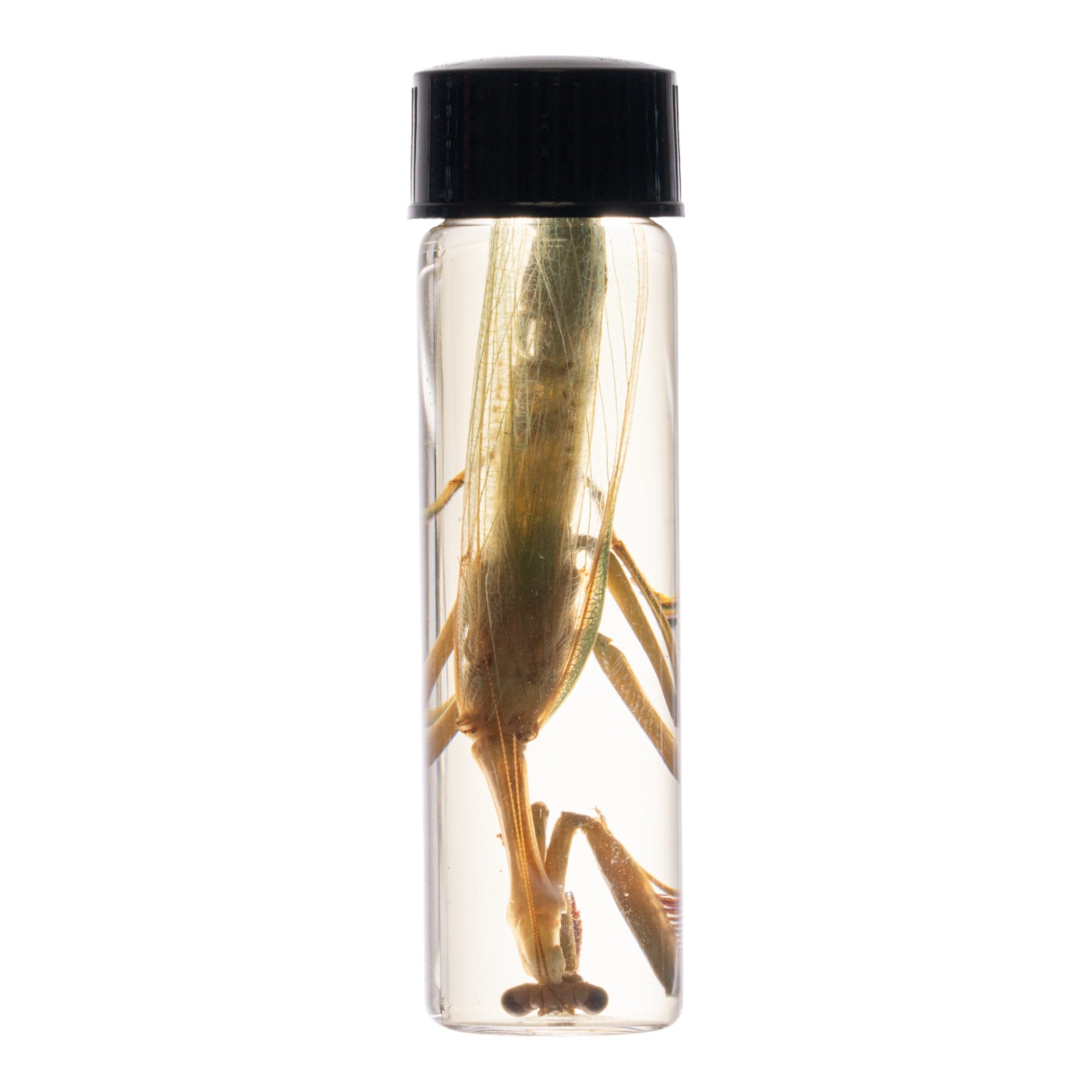 Authentic Praying Mantis Wet Specimen for Science Study & Insect Collection - Perfect for Biology Classrooms, Entomology Research & Home Decor