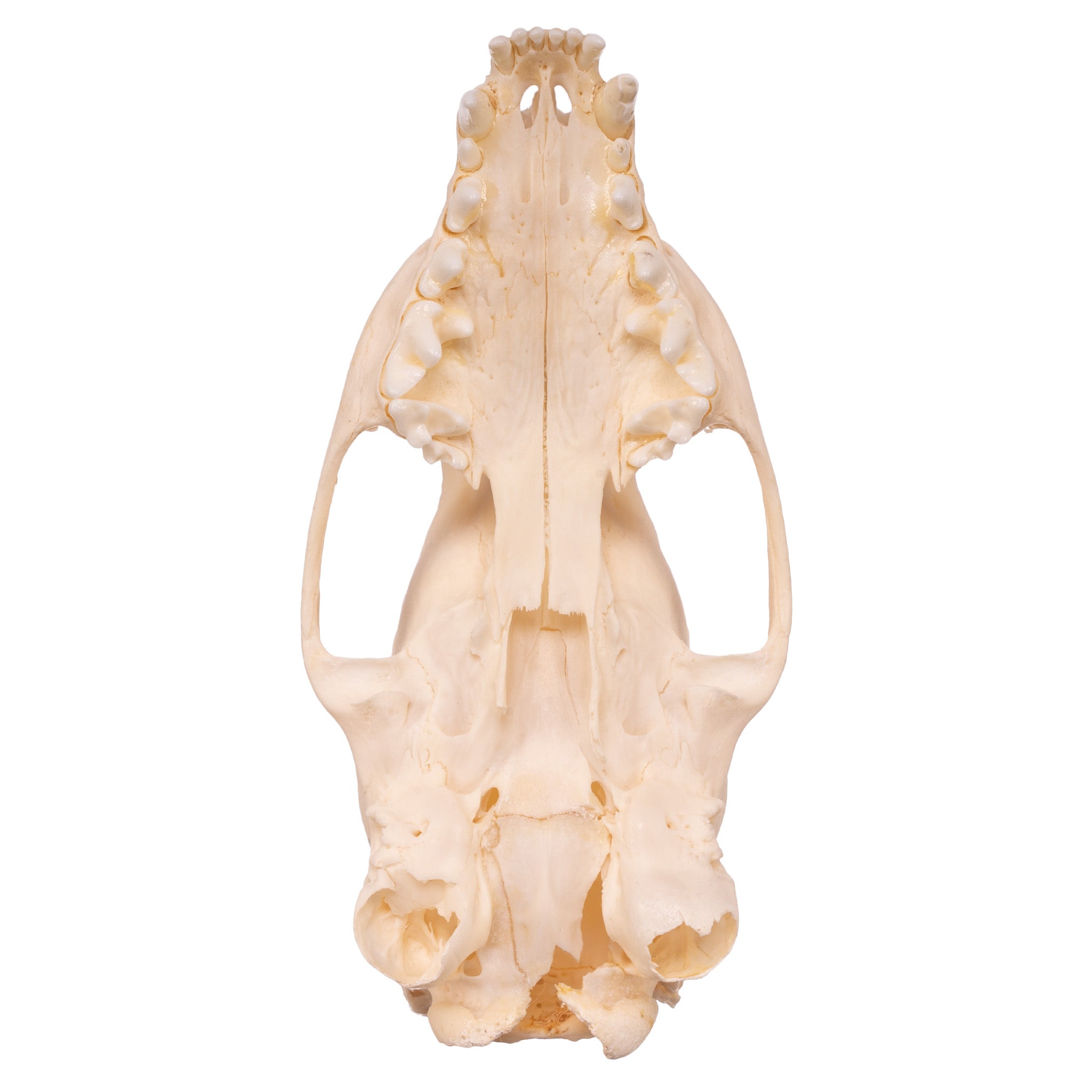 Authentic Mongoose Skull Set of 2 - Taxidermy Specimen for Oddity Collectors, Gothic Decor & Biology Study - Perfect for Halloween, Cabinets of Curiosities & Science Classrooms