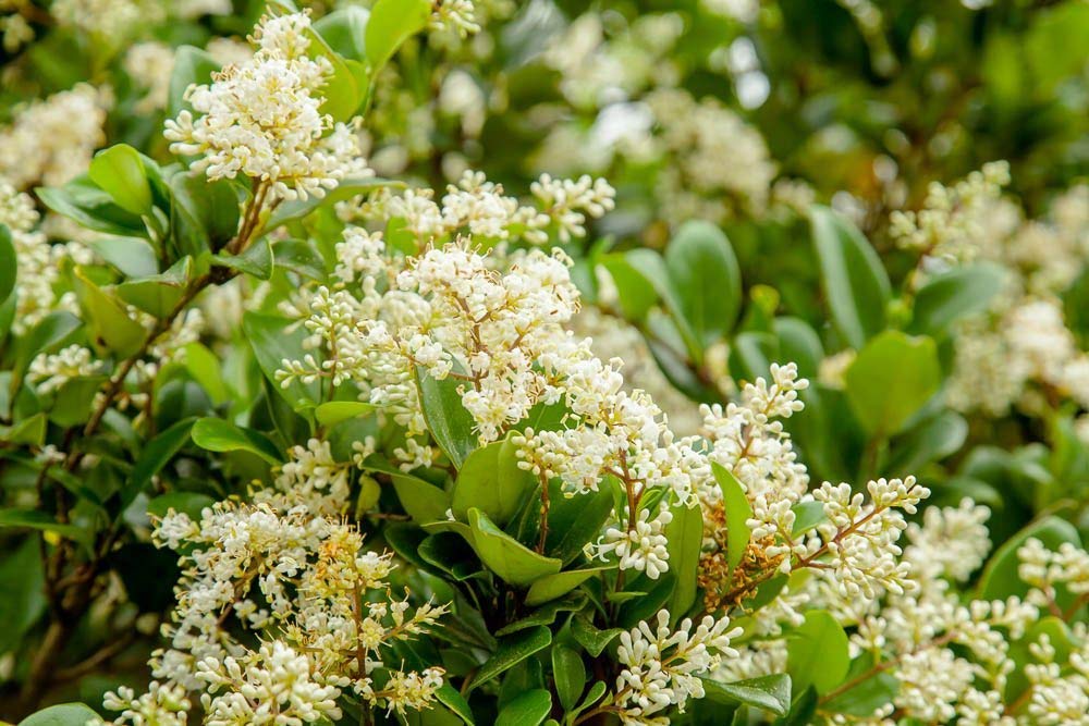 Ligustrum Waxleaf Privet - 12 Live Quart Size Plants - Evergreen Privacy Hedge for Landscaping - Perfect for Garden Borders, Fences, and Outdoor Privacy Screens
