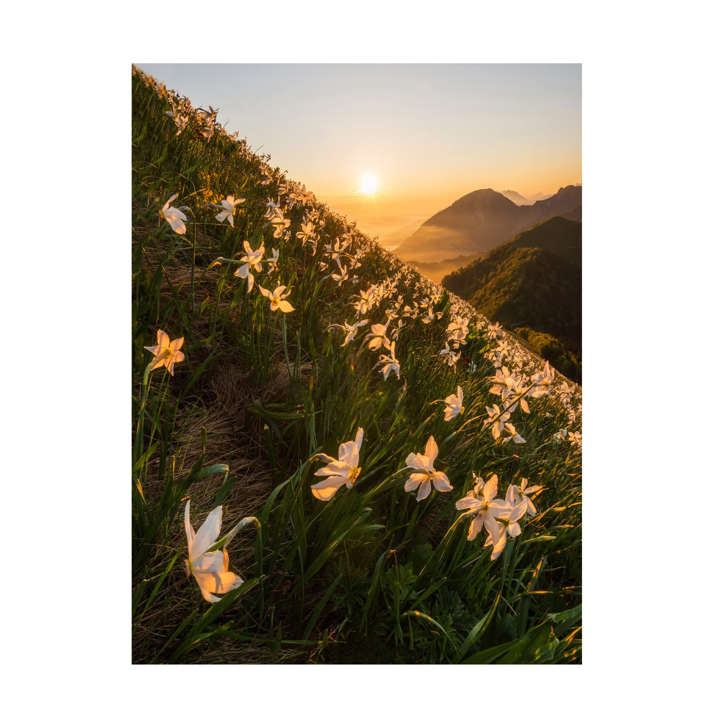 Trademark Fine Art 'Daffodils' by Ales Krivec - Stretched Canvas Wall Art Print - Vibrant Floral Home Decor for Living Room, Bedroom & Office