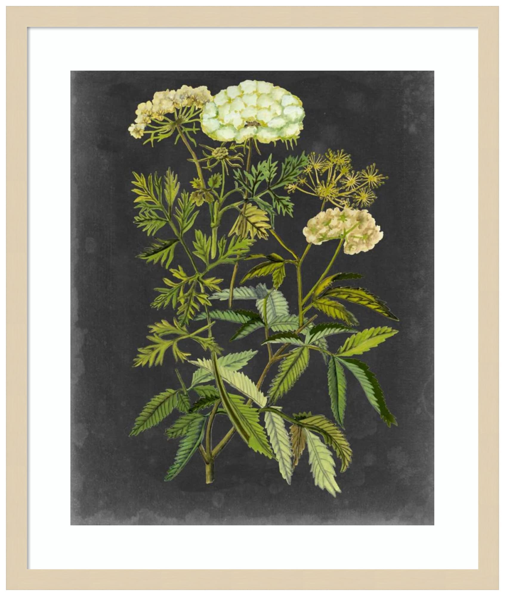 Amanti Art Framed Wall Art Print - 25x21 Bookplate Floral I by Naomi McCavitt | Vintage Flower Painting | Home Decor Poster for Living Room, Bedroom, Office | Perfect for Farmhouse, Boho & Modern Interior Design Styles