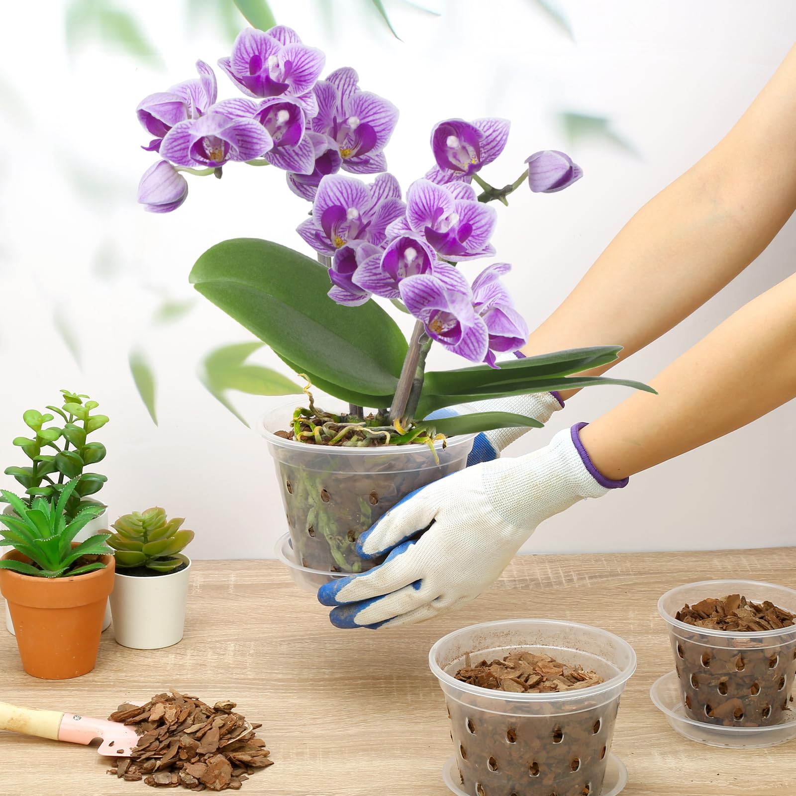 **8 Pack 3 Inch Clear Plastic Orchid Pots with Holes & Saucers - Slotted Planters for Indoor/Outdoor Orchids, Phalaenopsis & Air Plants - Perfect for Home, Office & Garden Decor**